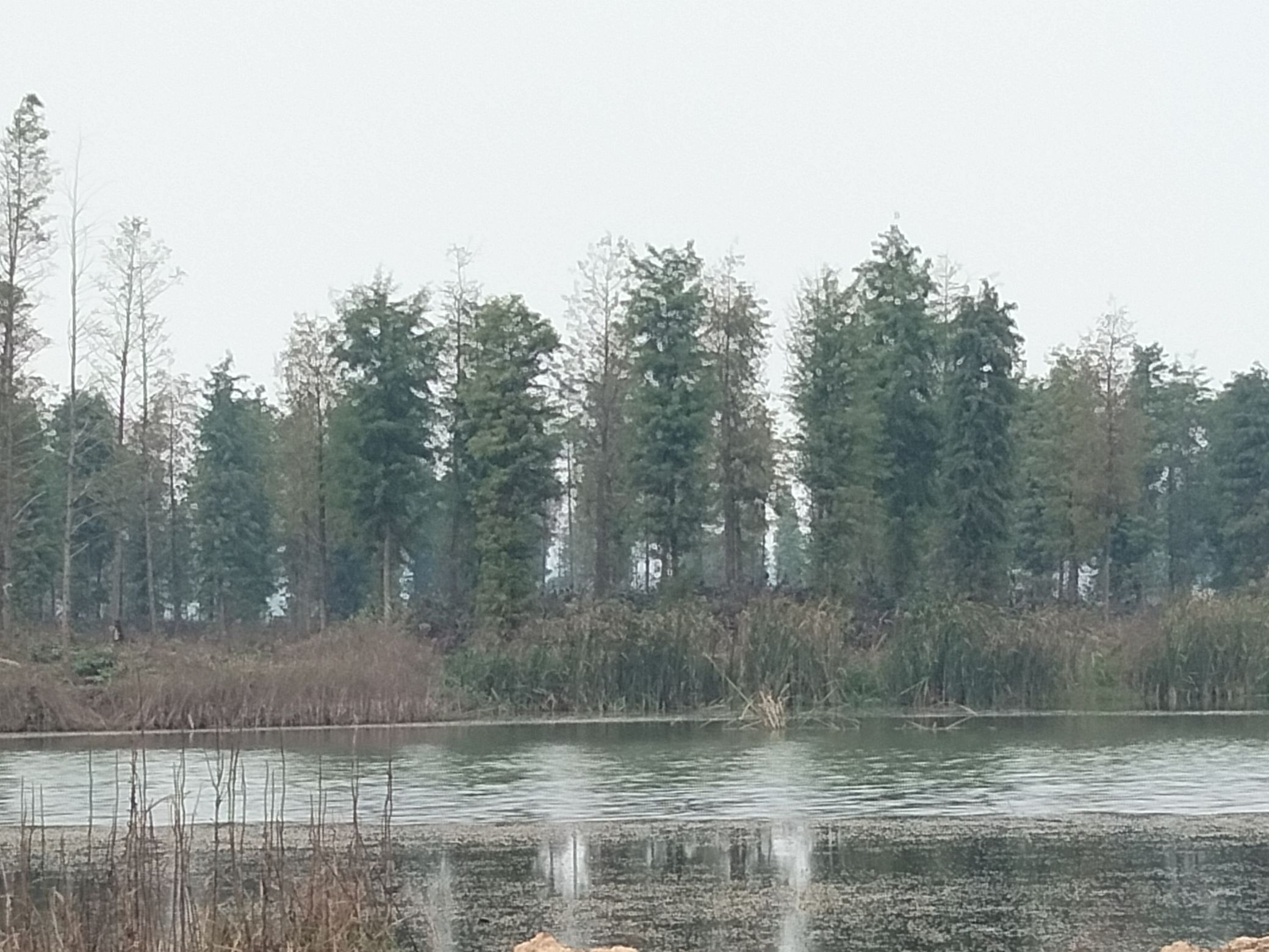 大泽湖近自然湿地公园旅行图片 3