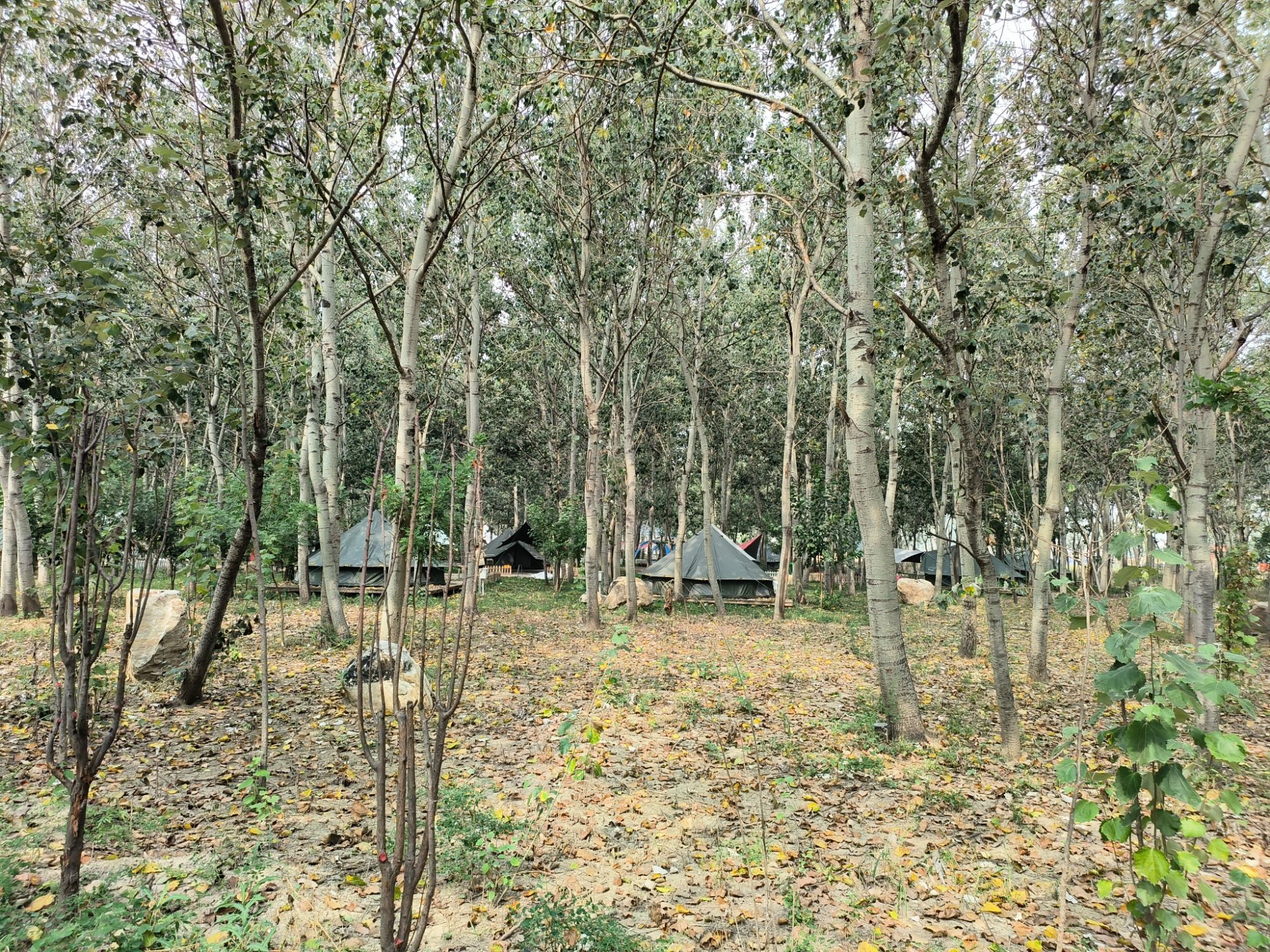 津野房车烧烤营地