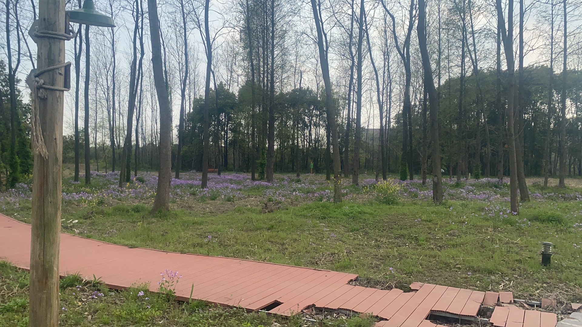 鹅子岸郊野公园旅行图片 2