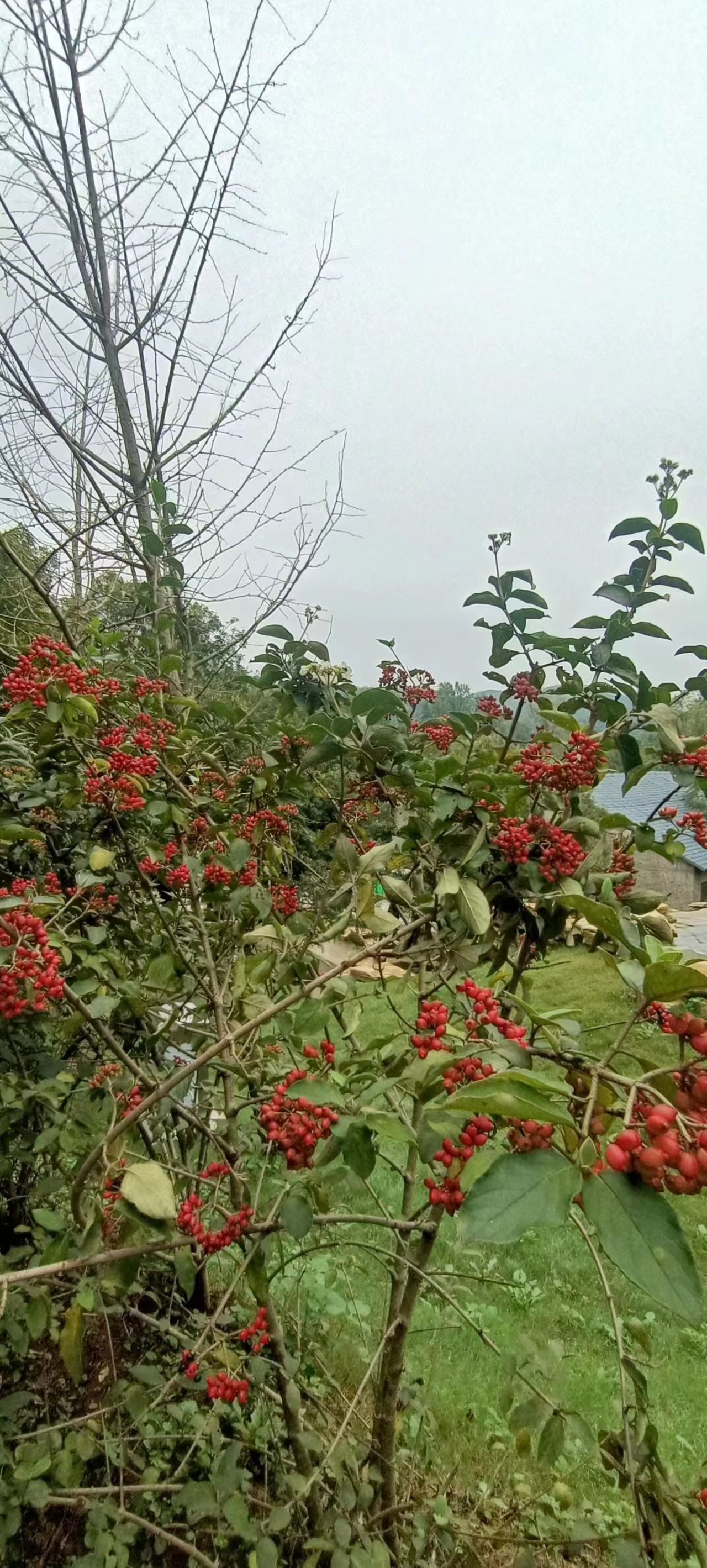 古桂公园旅行图片 1