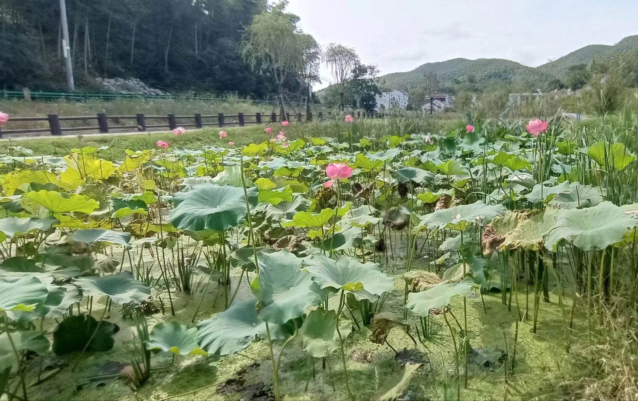 古桂公园旅行图片 2