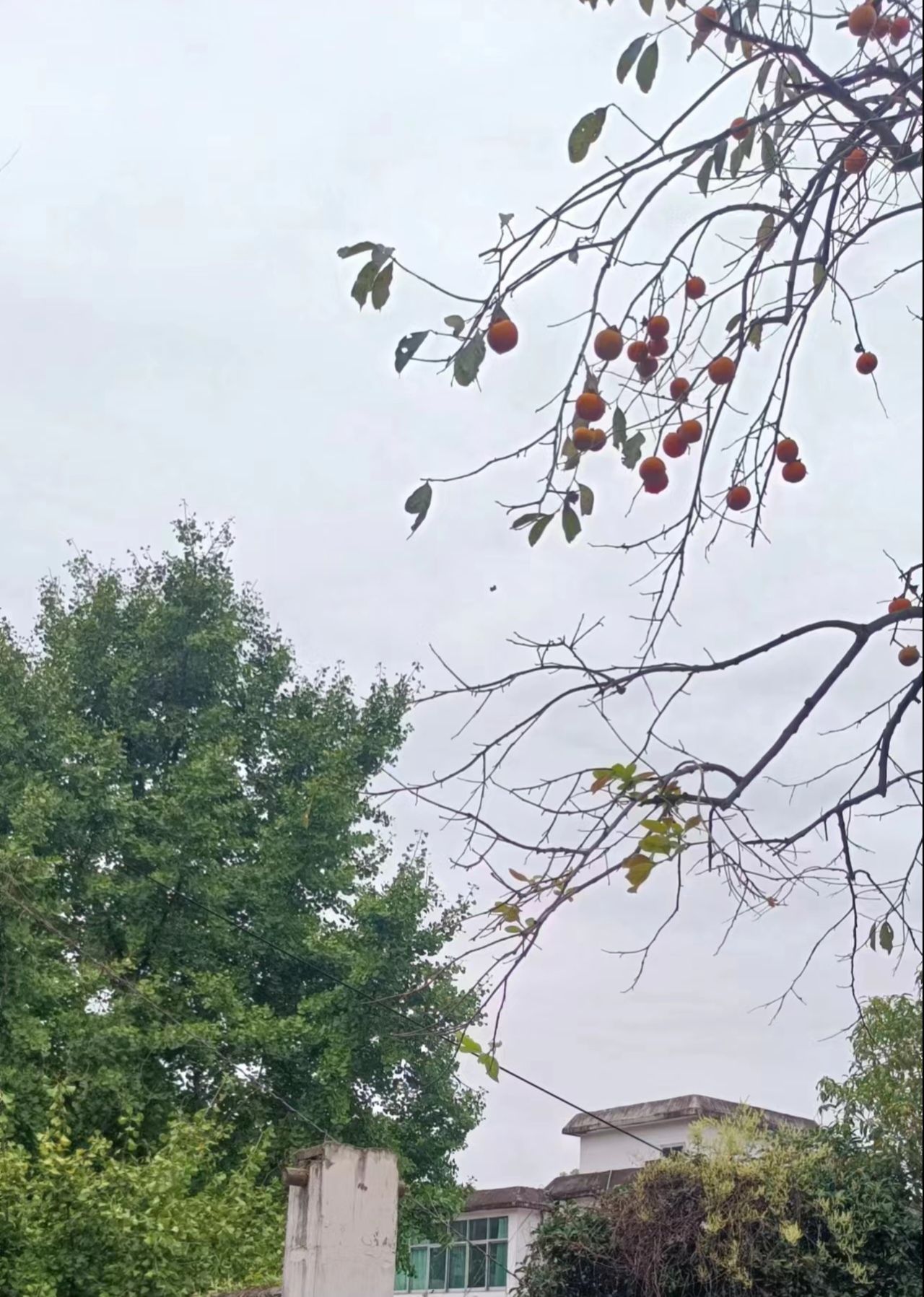 古桂公园旅行图片 3
