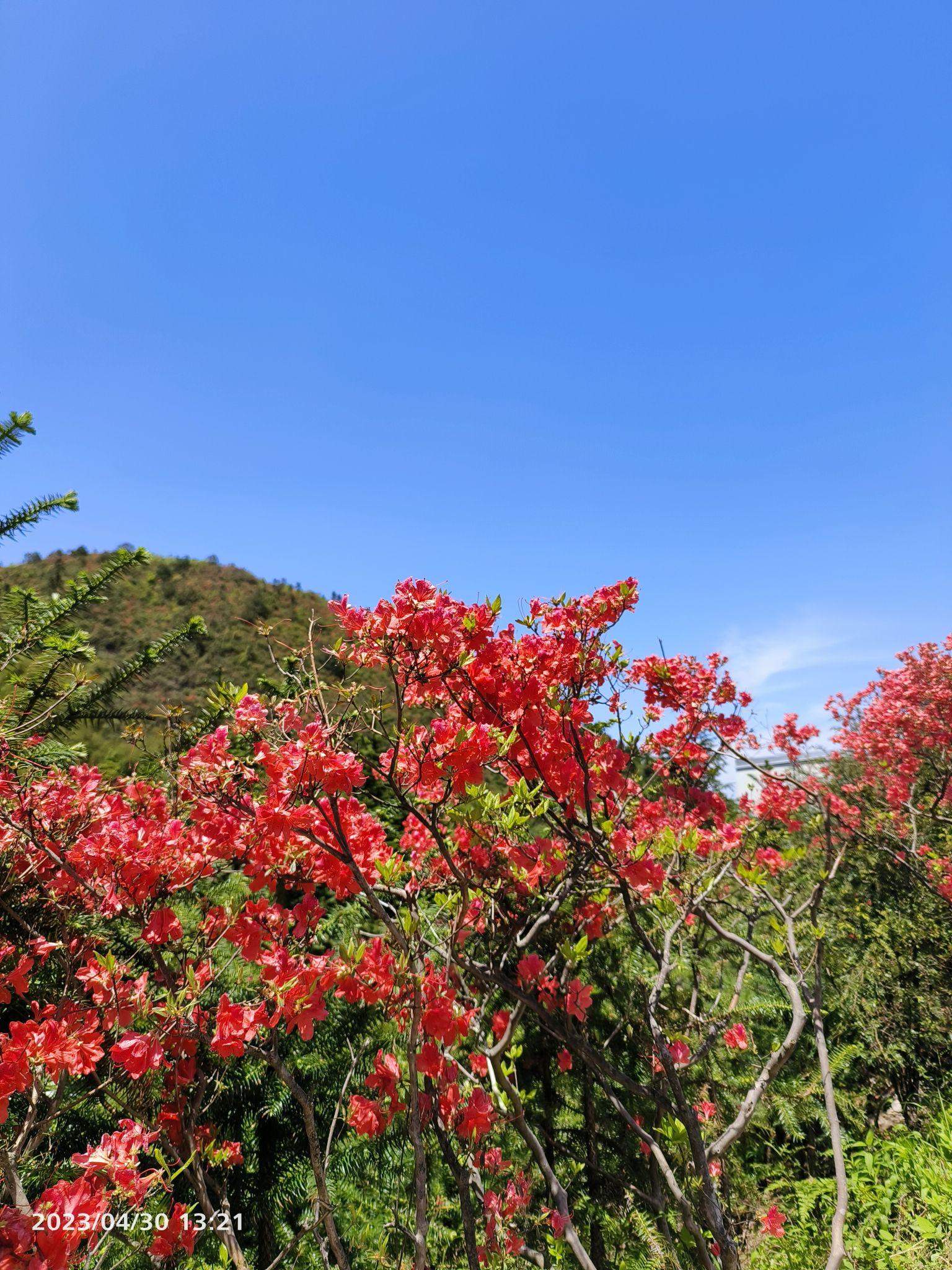七星岭森林运动度假区旅行图片 1