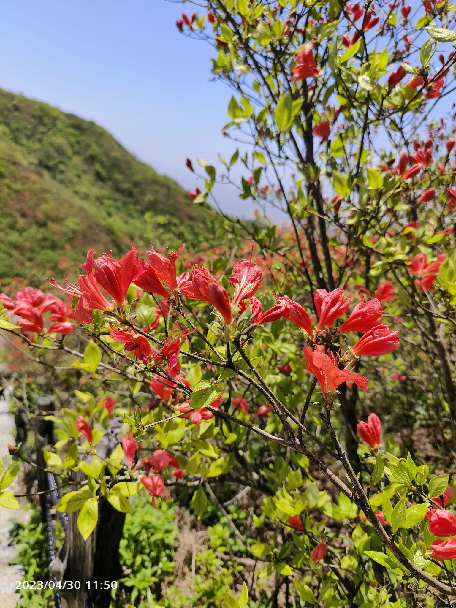 七星岭森林运动度假区旅行图片 3