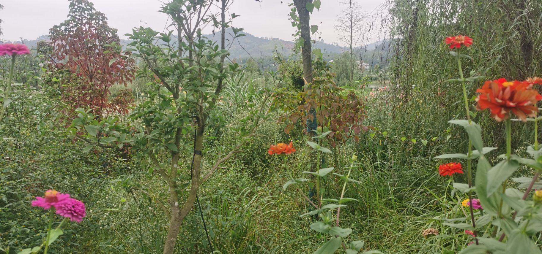 南阳湿地公园旅行图片 3