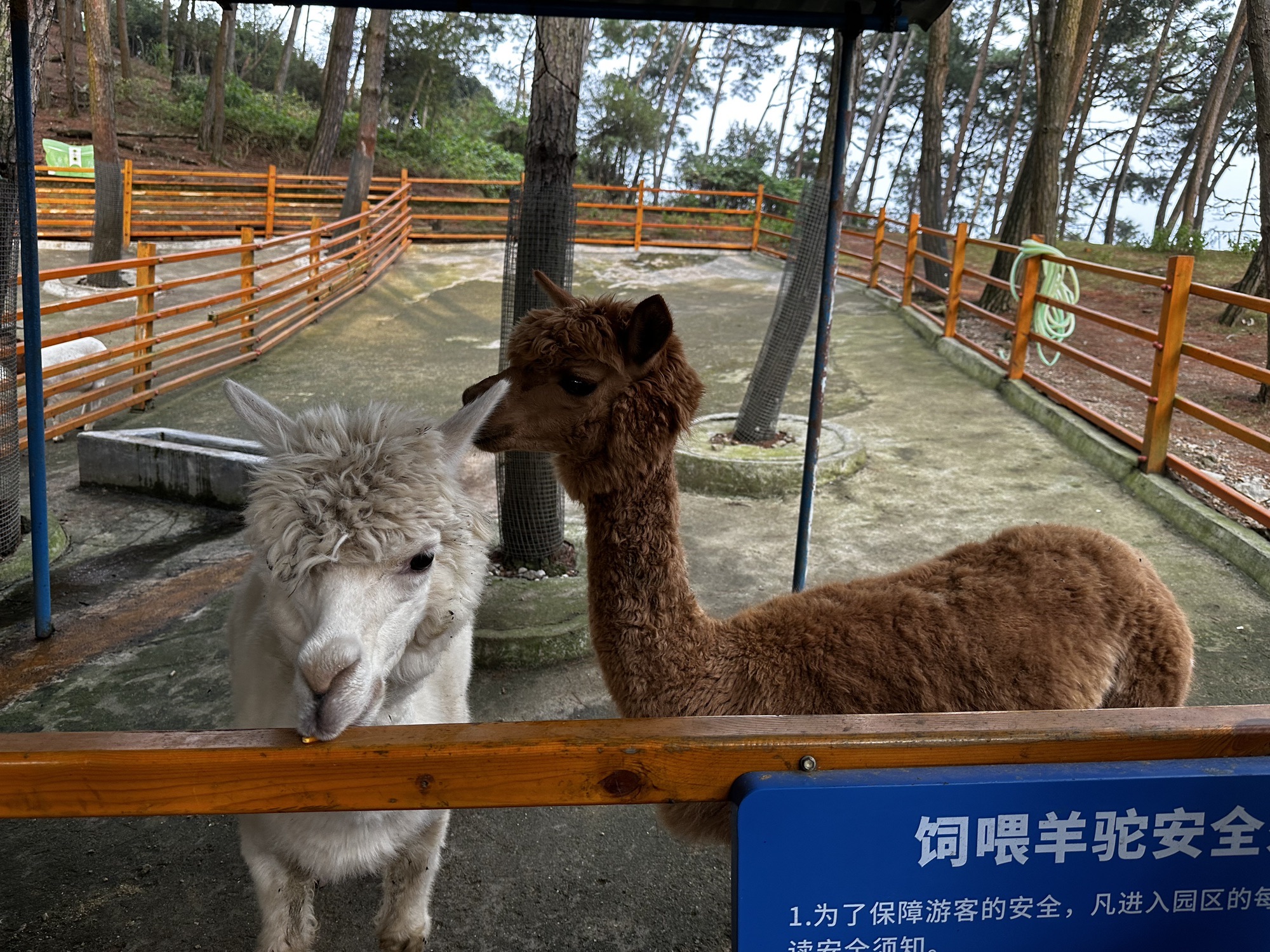 凤凰岛旅行图片 1