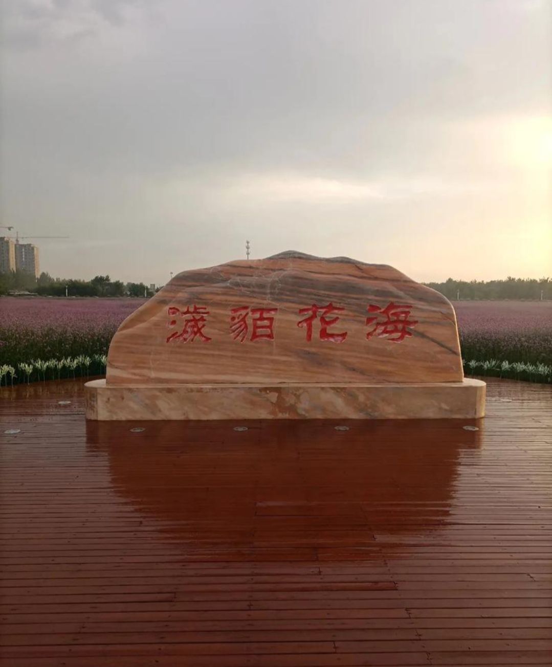 濊貊花海旅行图片 1