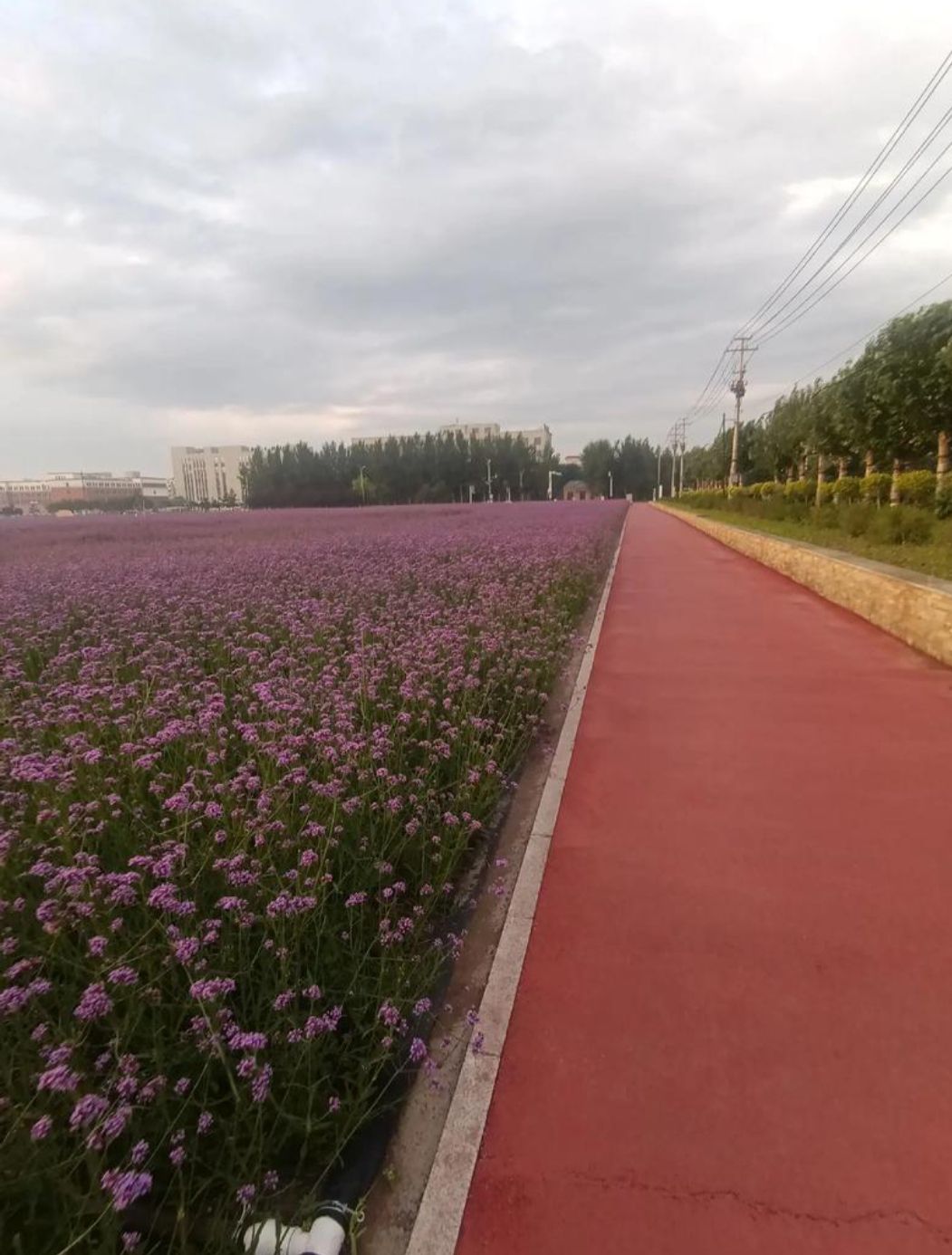 濊貊花海旅行图片 2