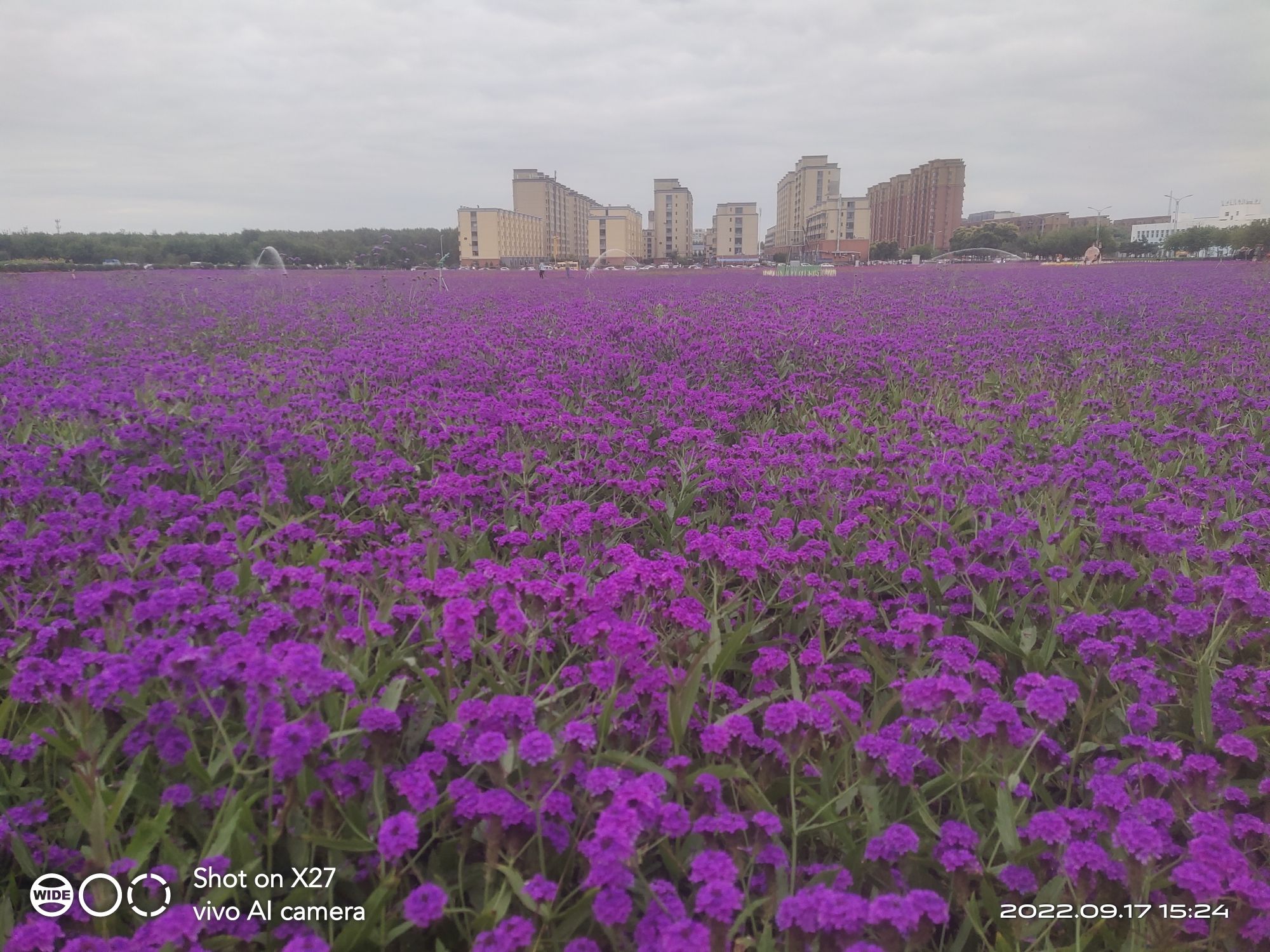 穢貊花海