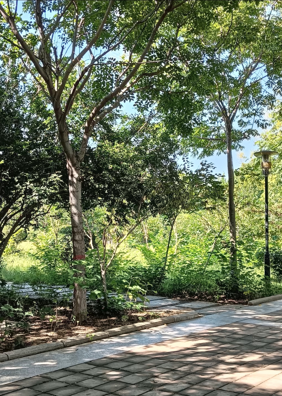 中星公园旅行图片 2