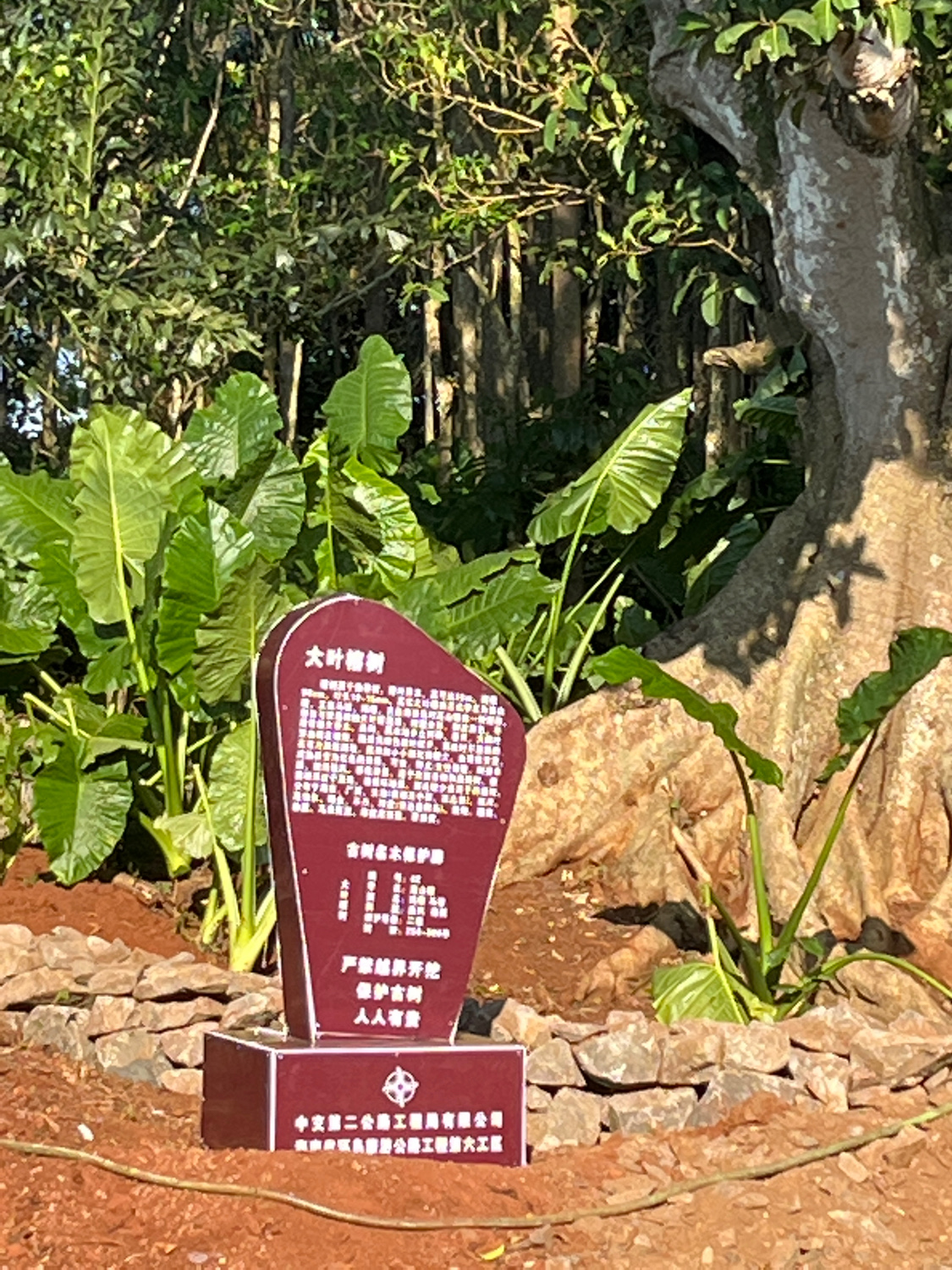 洋水村大叶榕树