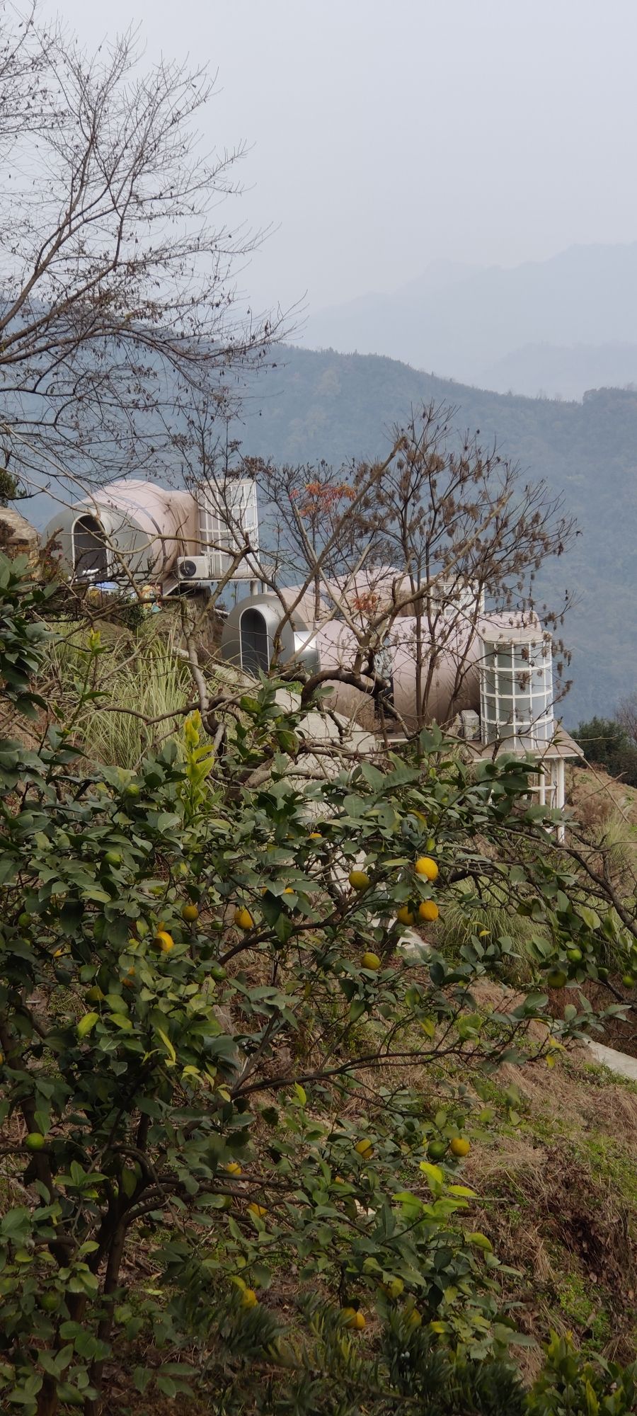 天街李子坪旅行图片 2