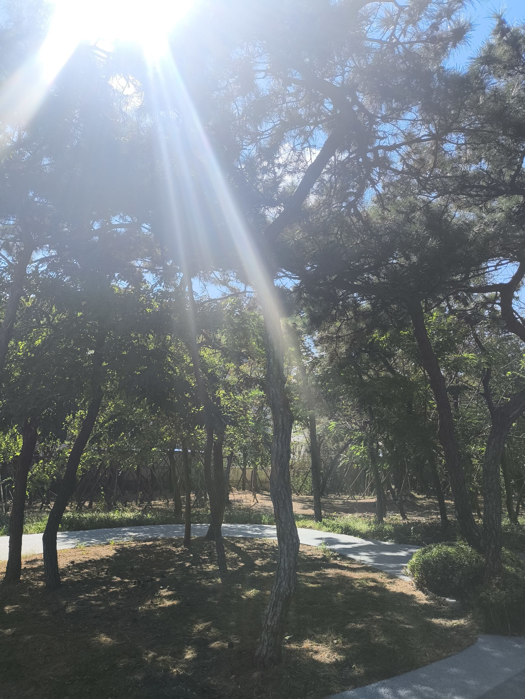 团岛山公园旅行图片 1