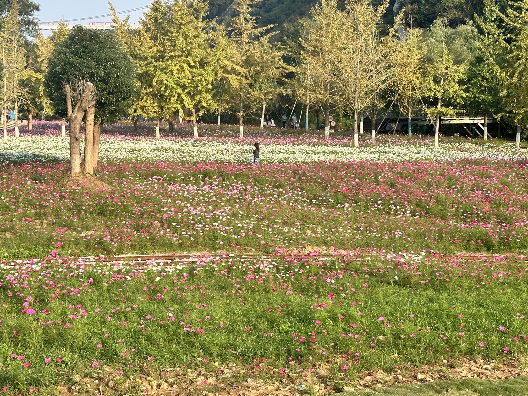 八都岕八都堰旅行图片 2