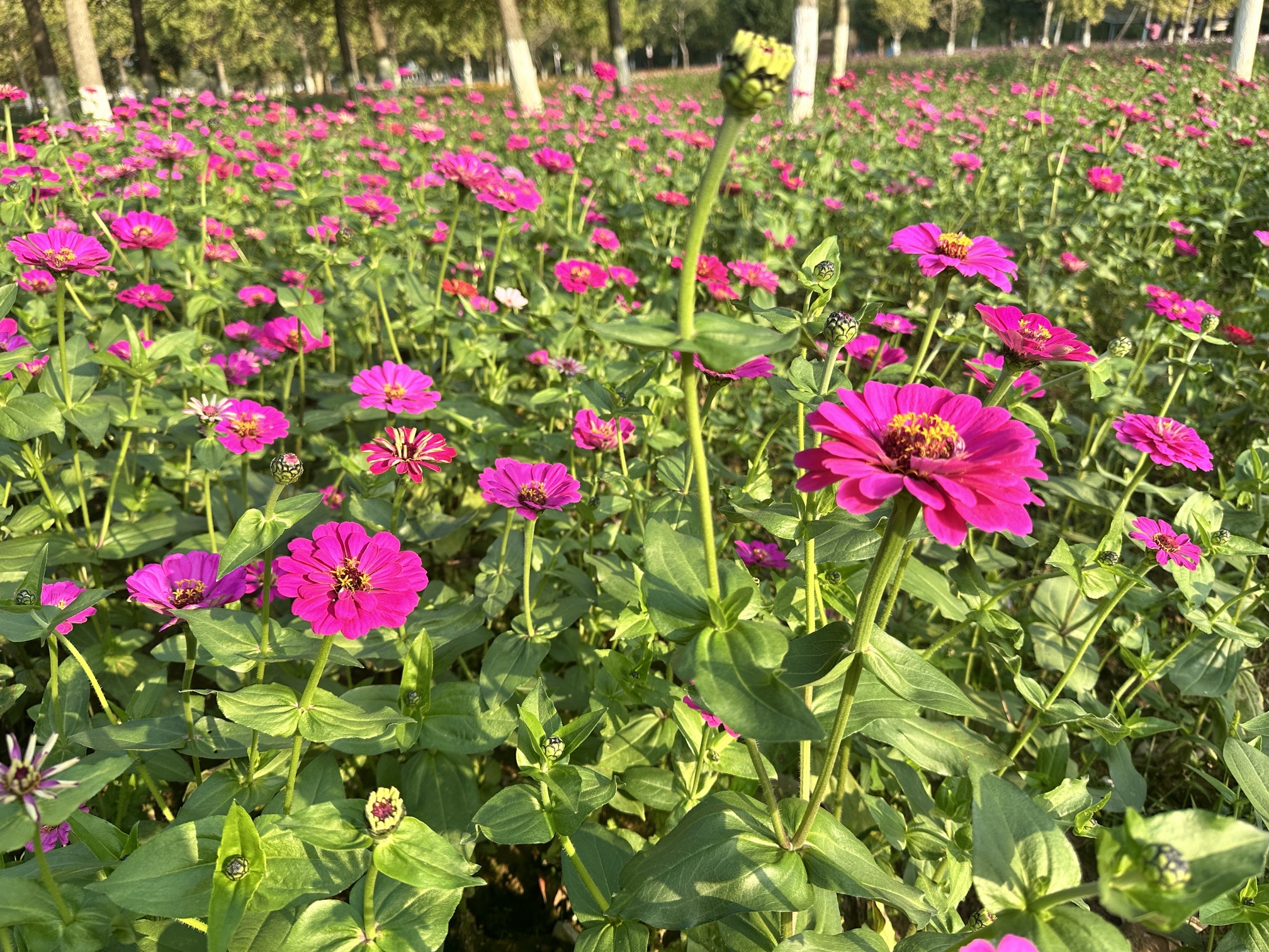 八都岕八都堰旅行图片 3