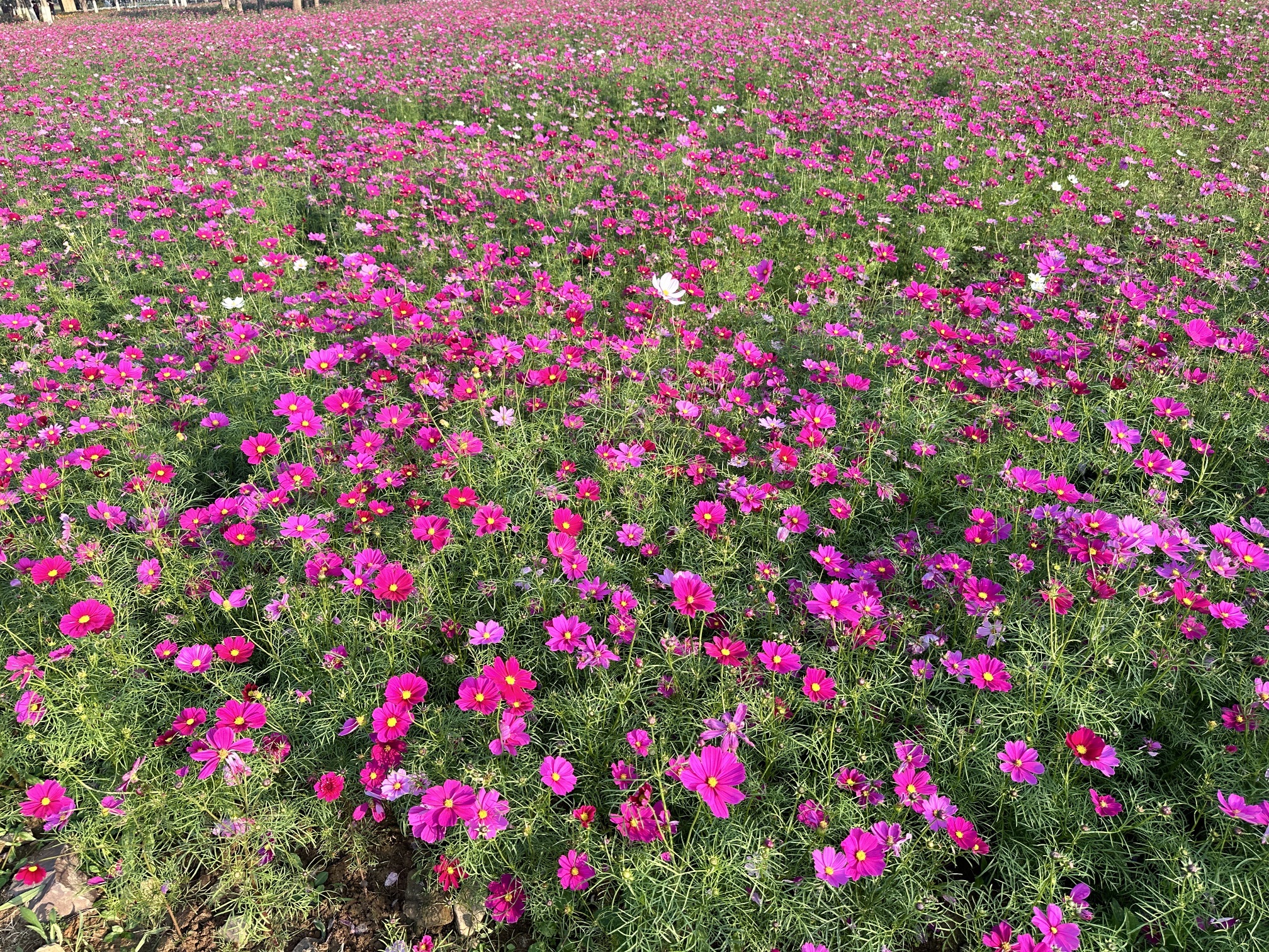八都岕八都堰旅行图片 1