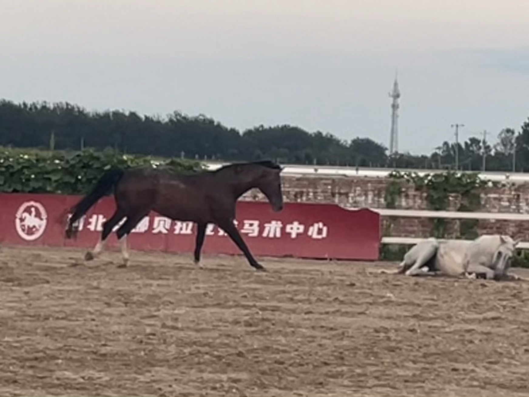 河北安娜贝拉竞技马术中心