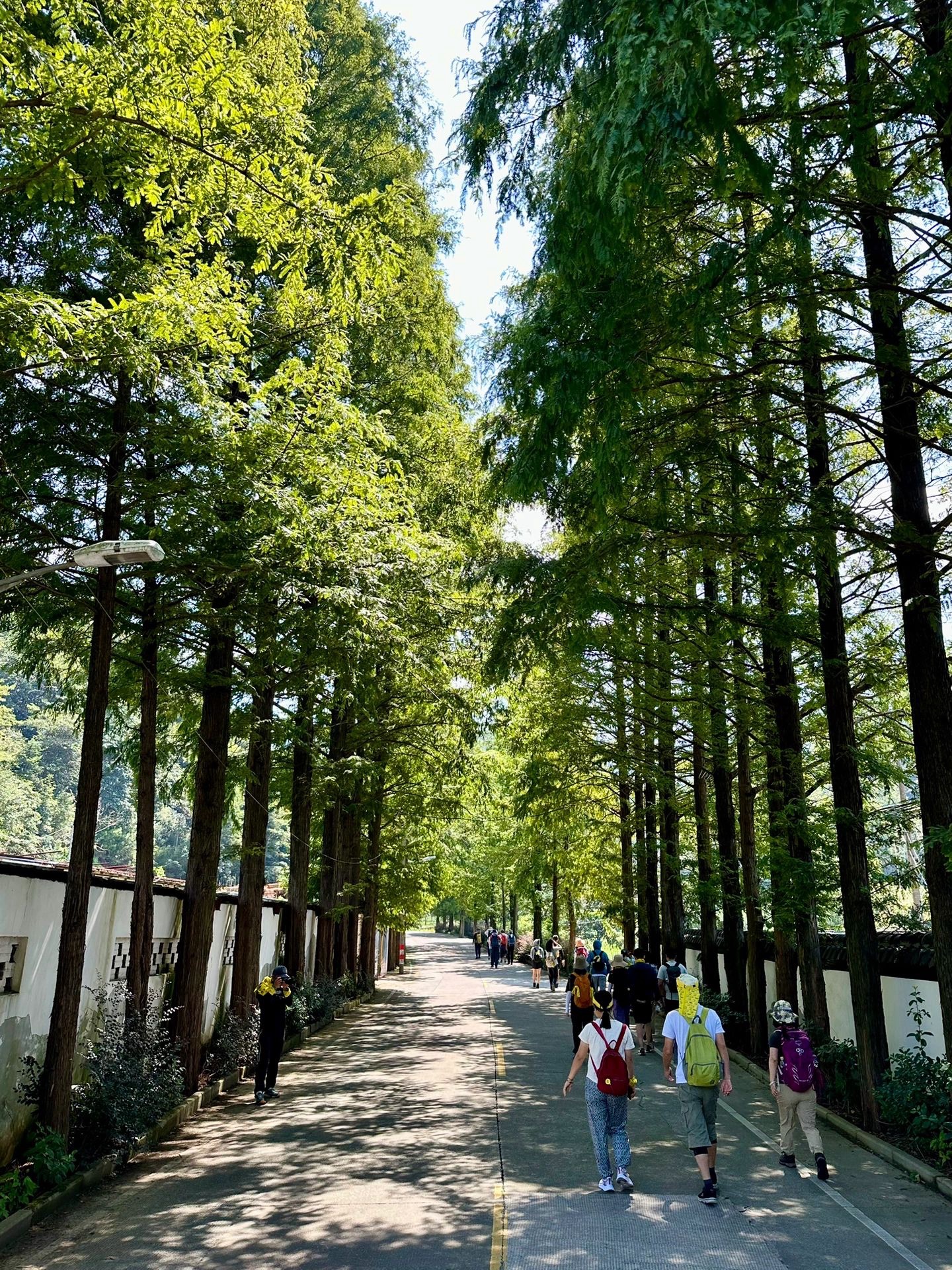 上青古道旅行图片 3