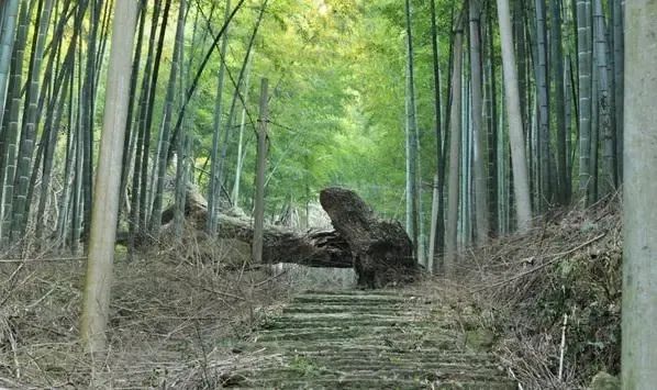 上青古道旅行图片 1