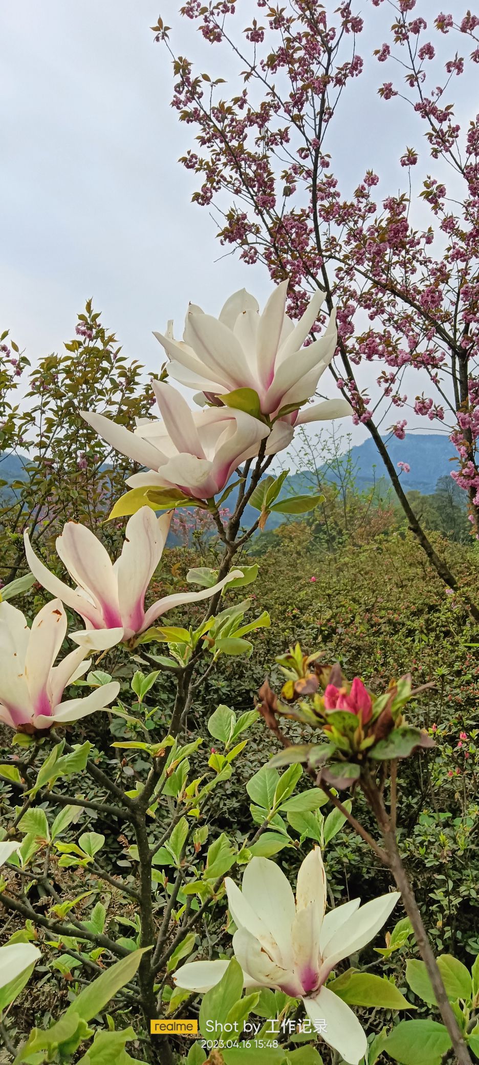 杜鹃山国际旅游度假区旅行图片 3