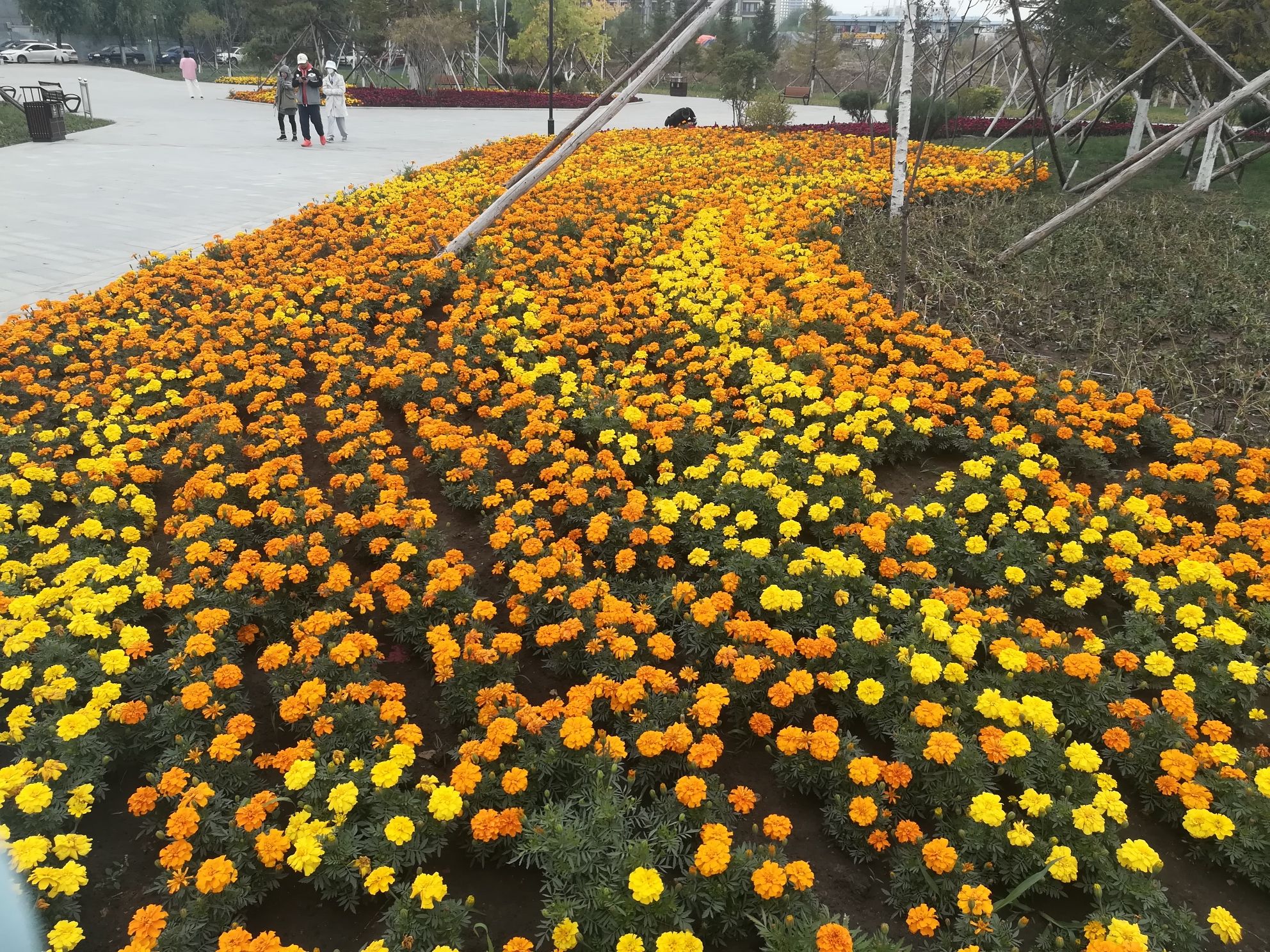 香湾公园旅行图片 1