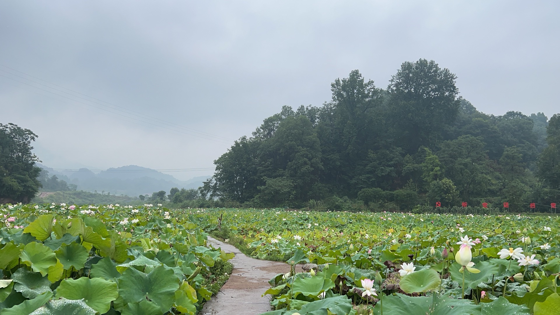 明溪口网红鱼鳞坝旅行图片 3
