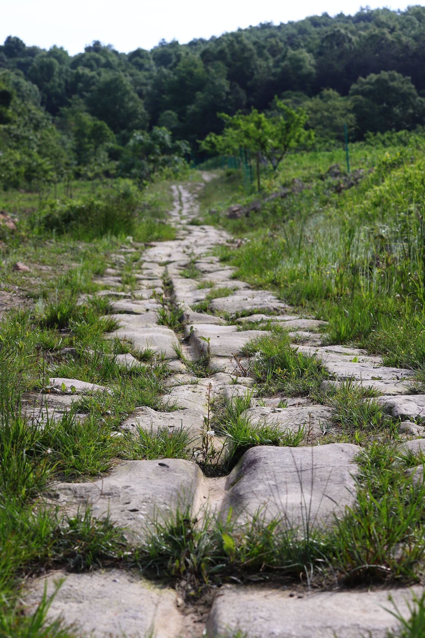 茶马古道旅行图片 3