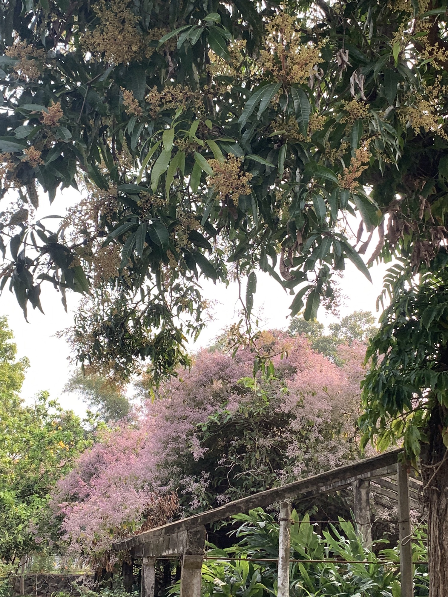 湛江南亚热带植物园旅行图片 2