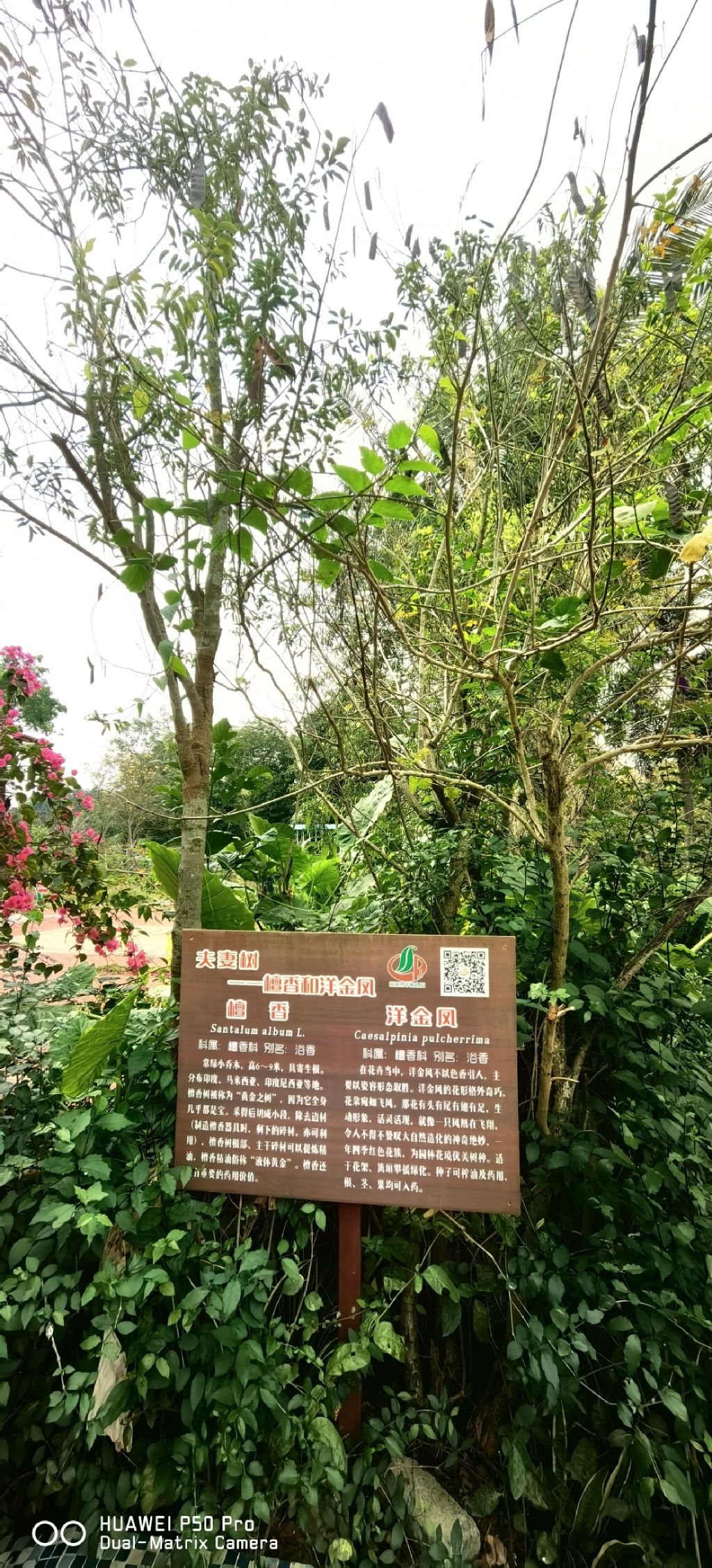湛江南亚热带植物园旅行图片 1