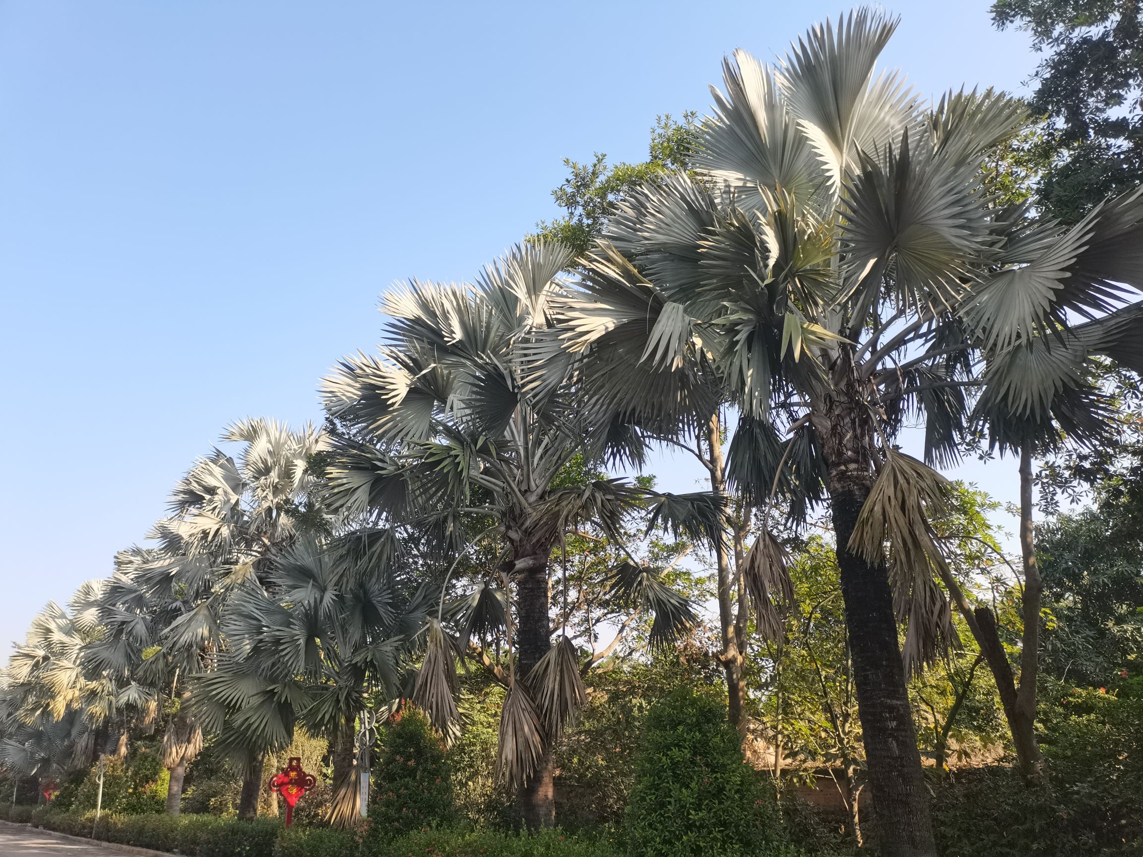 湛江南亚热带植物园旅行图片 2