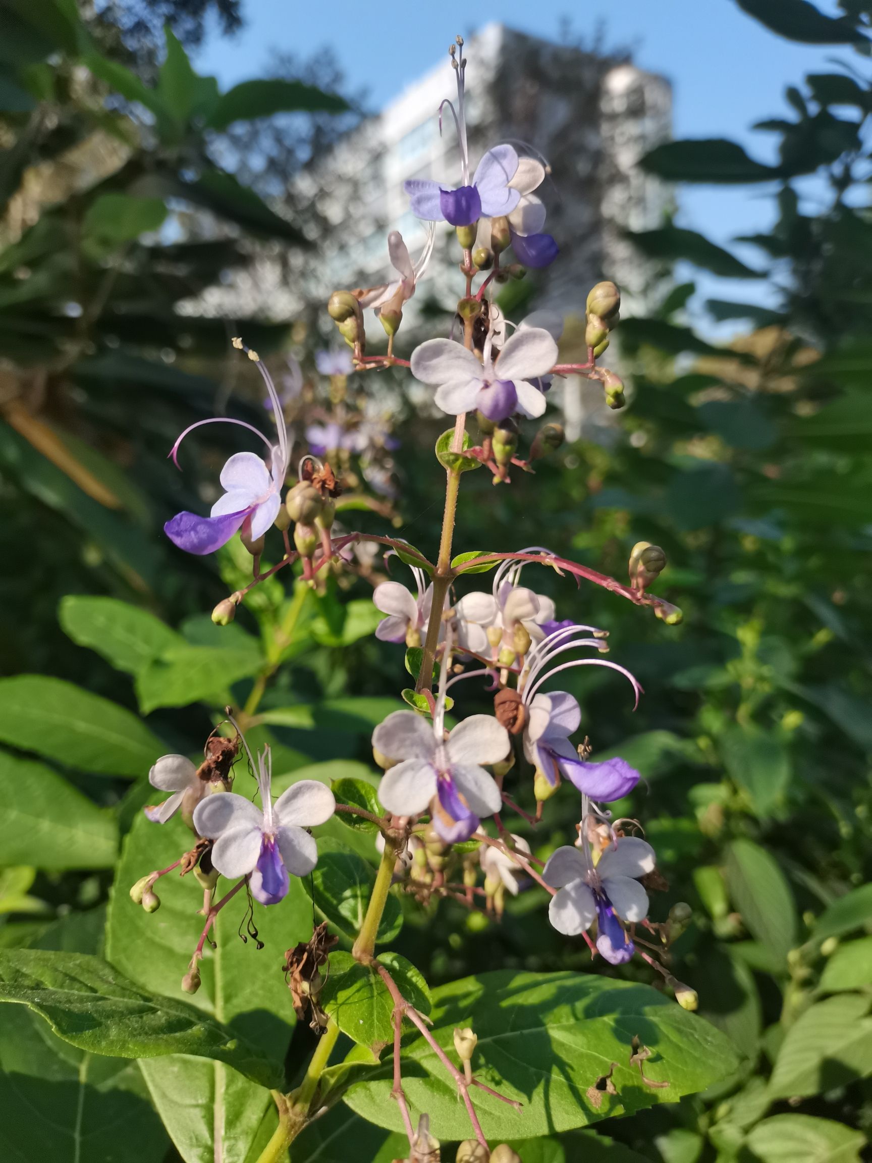 湛江南亚热带植物园旅行图片 3