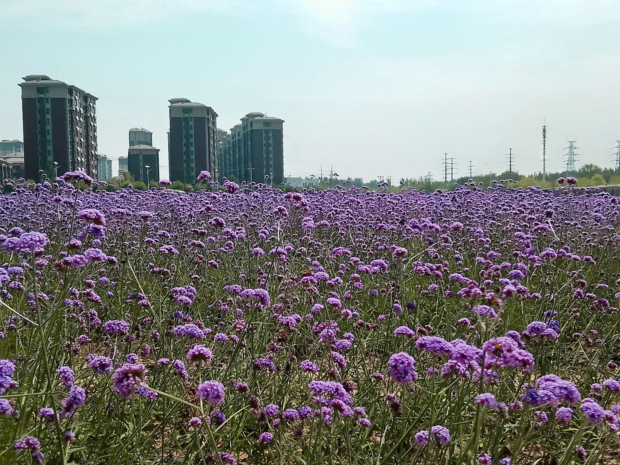 山水花苑公园旅行图片 3