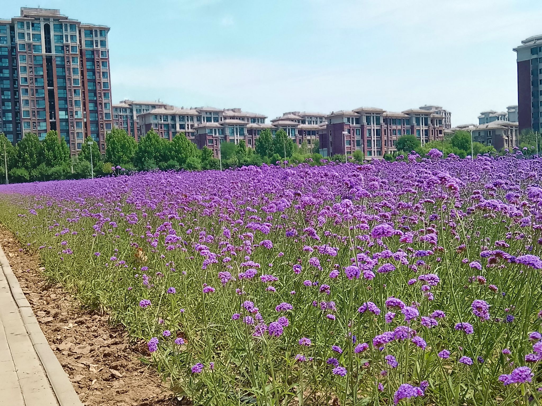 山水花苑公园旅行图片 2
