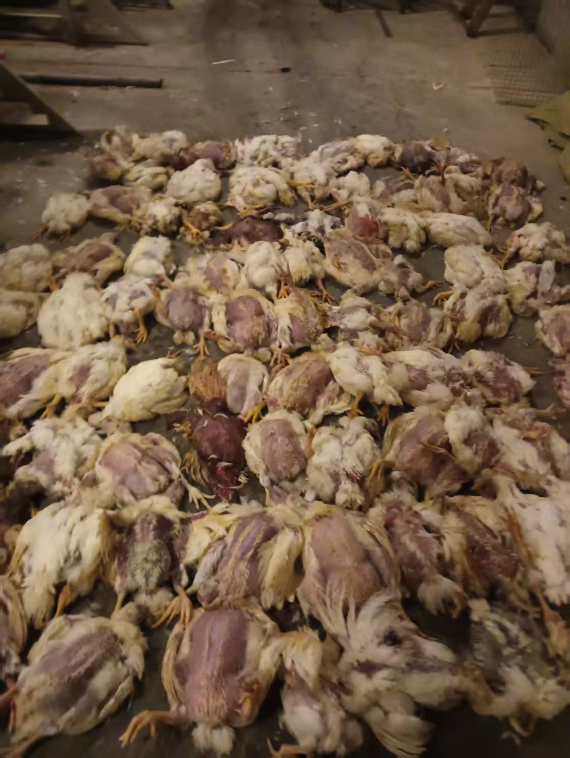 河北芳草地牧业股份有限公司食品分公司