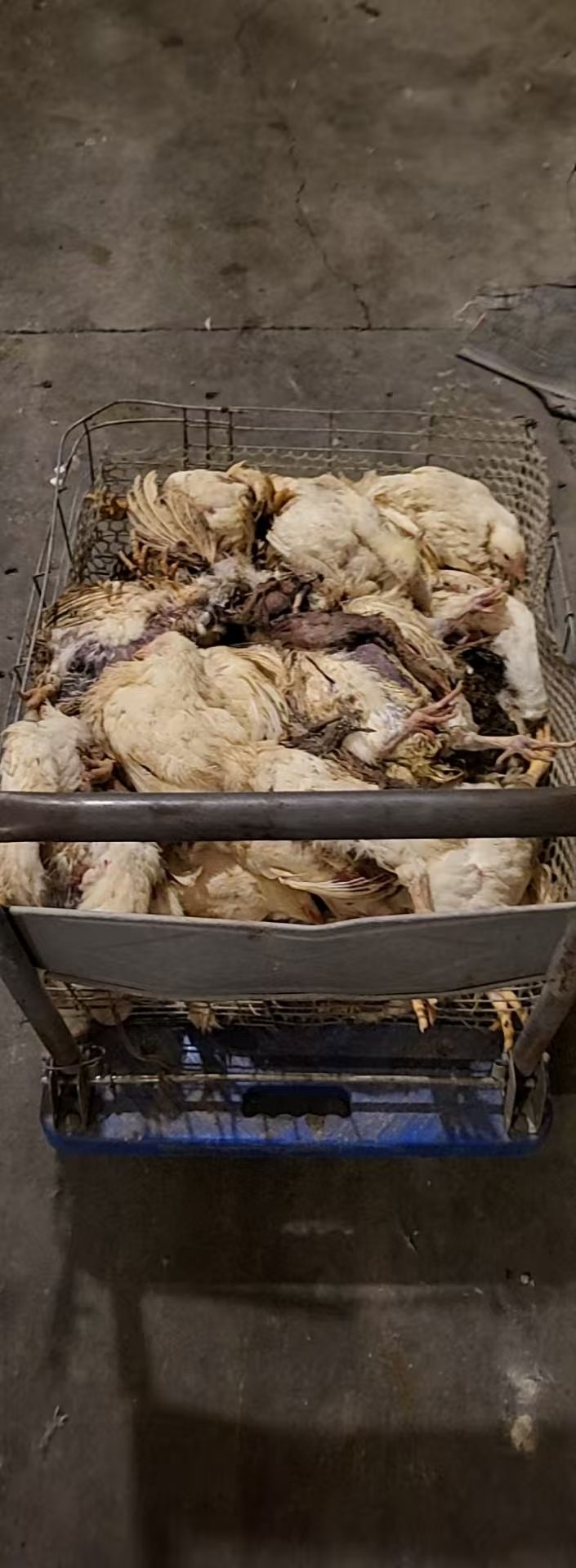 河北芳草地牧业股份有限公司食品分公司