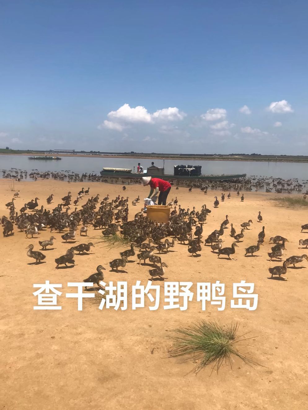 野鸭湾旅行图片 1