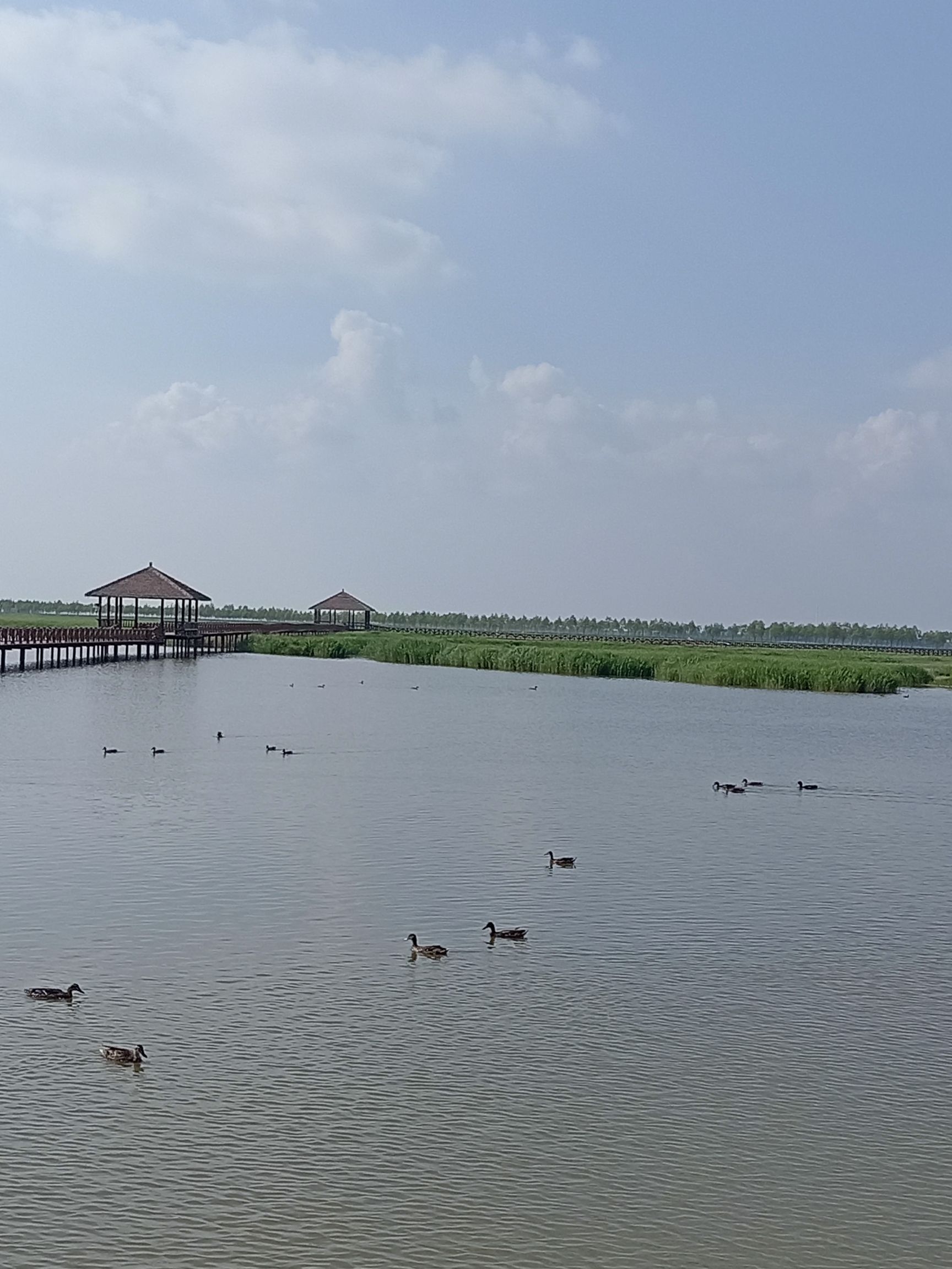 野鸭湾