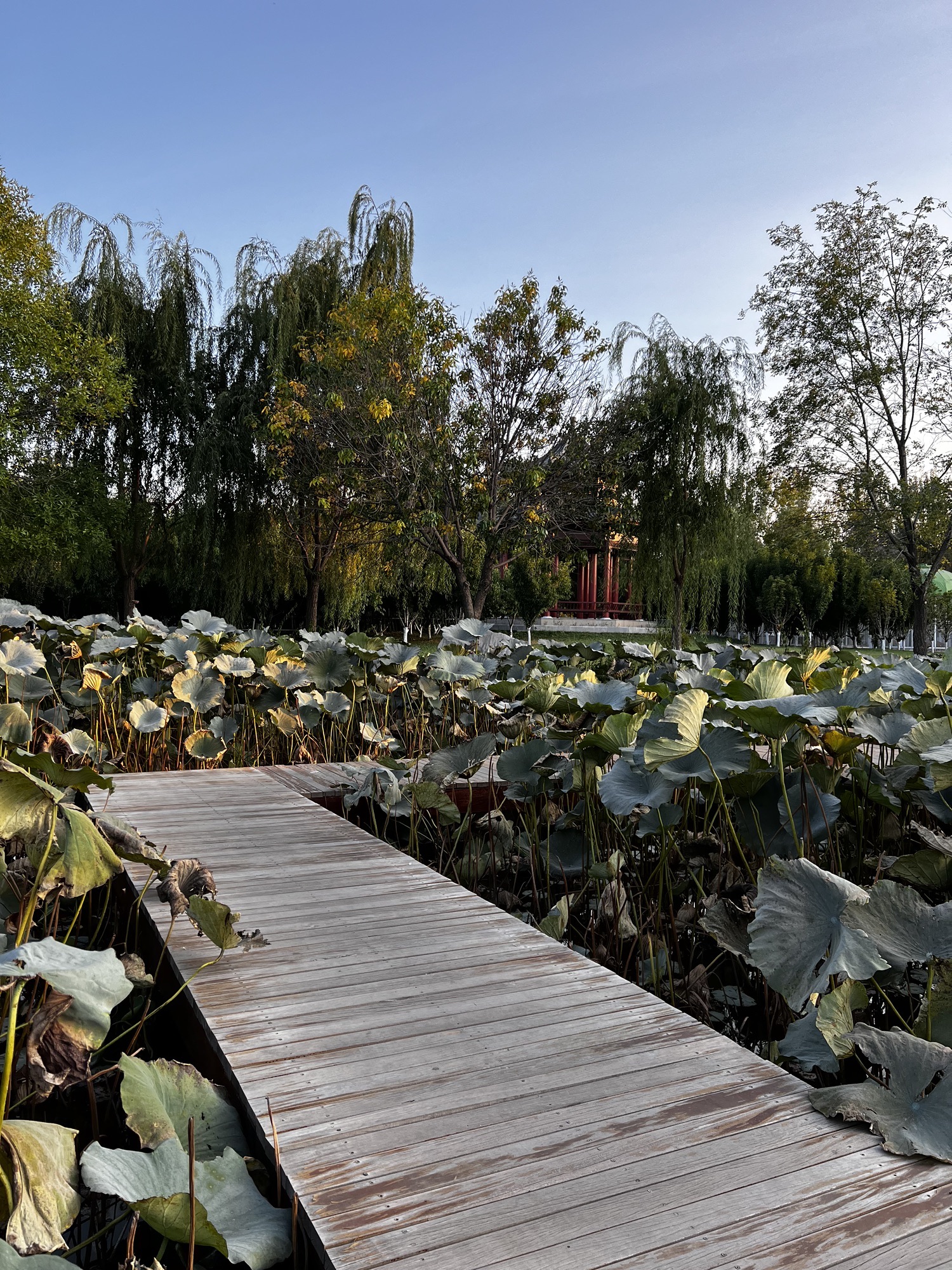 王兰庄公园旅行图片 2