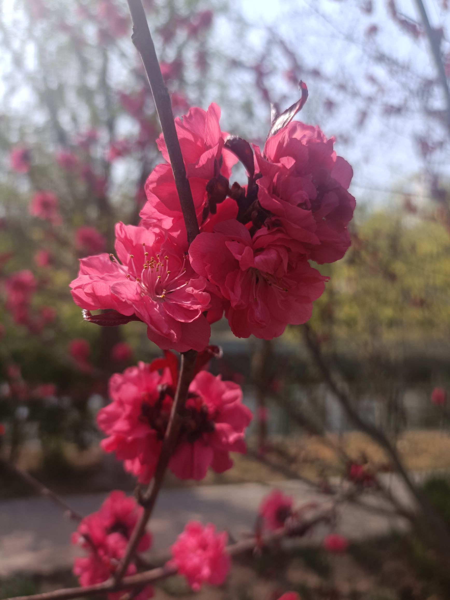 王兰庄公园旅行图片 2