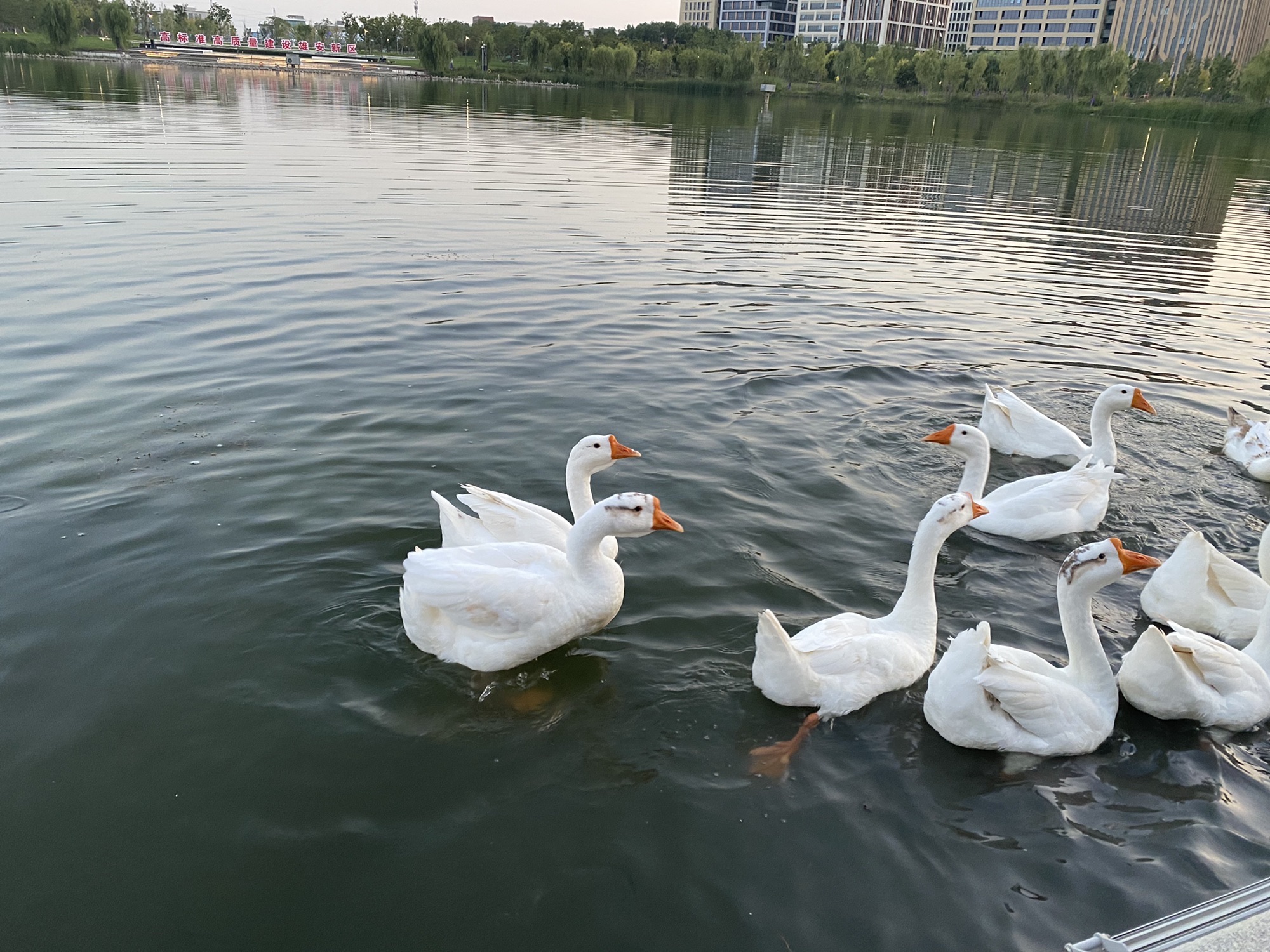 金湖公园旅行图片