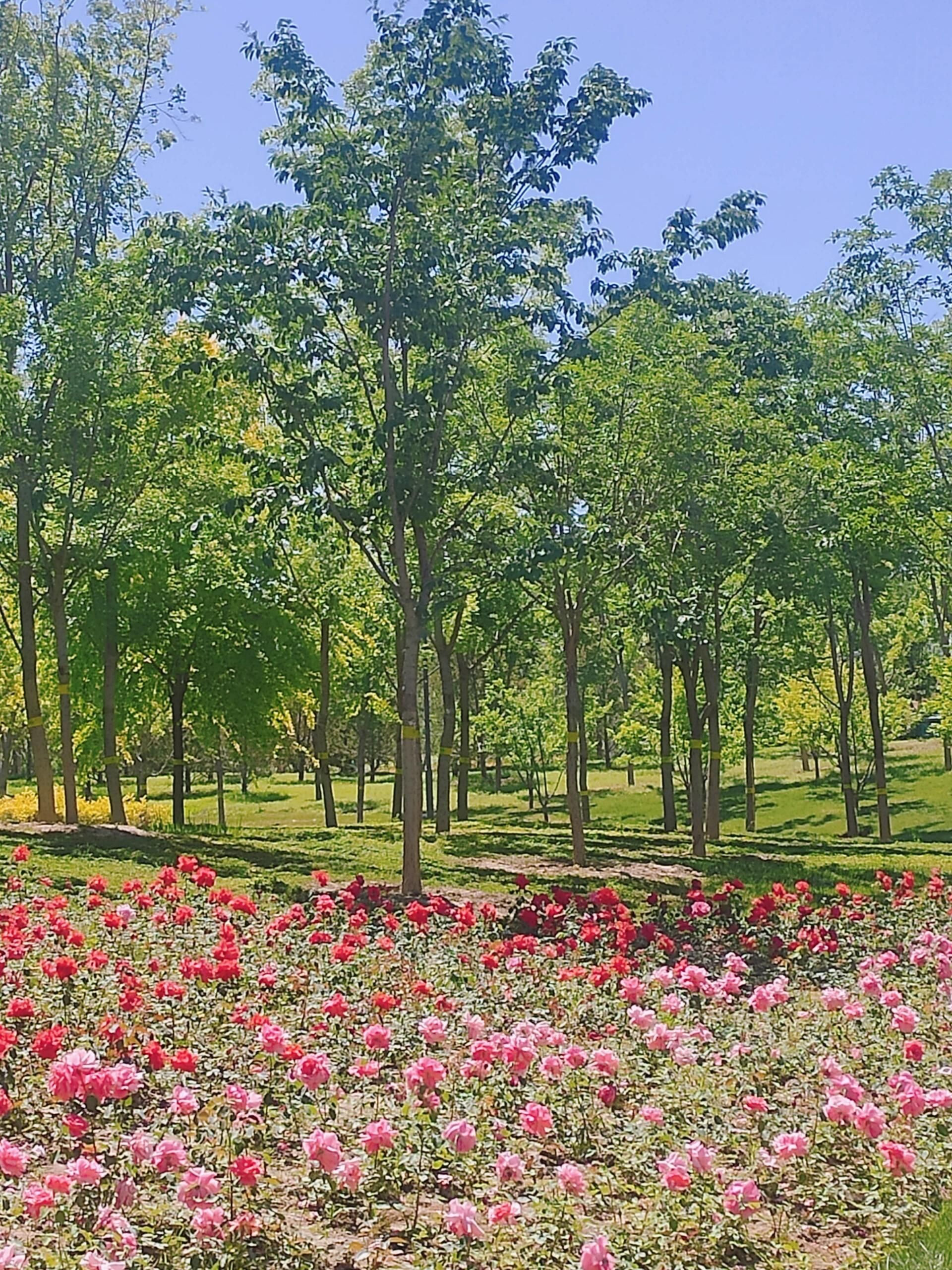 金湖公园旅行图片 3