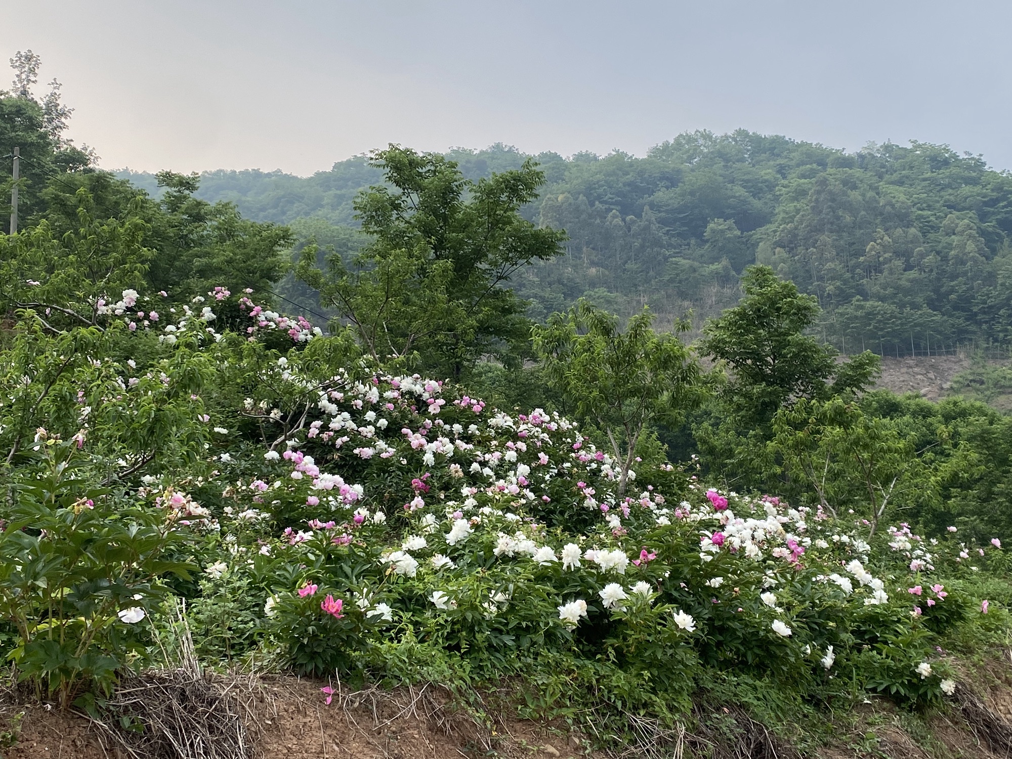 洛水药王山旅行图片 1
