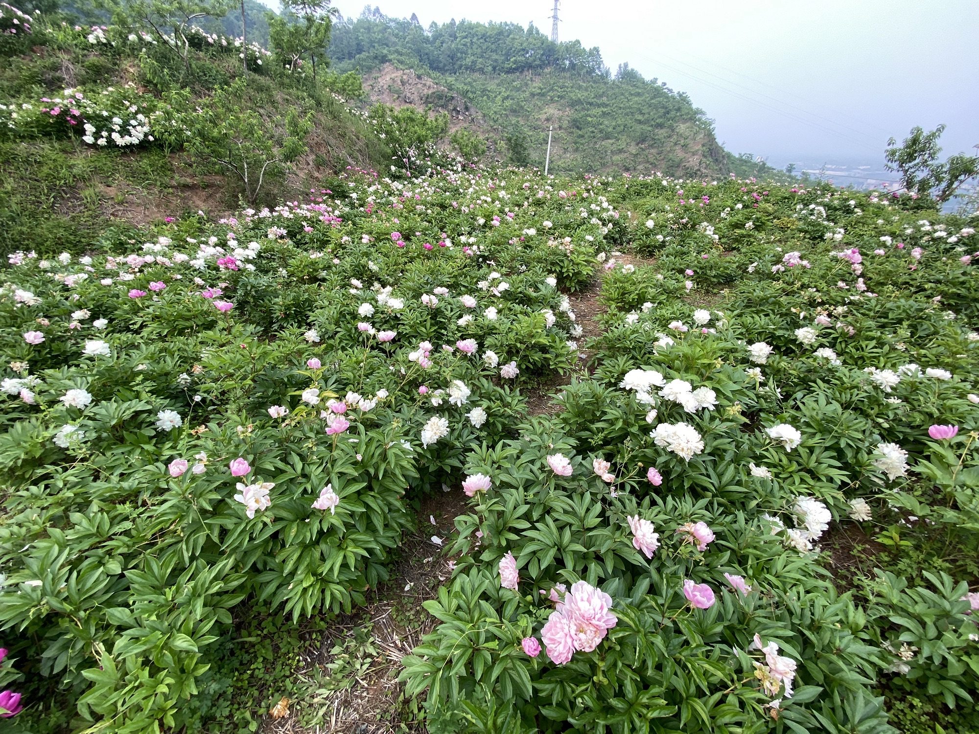 洛水药王山旅行图片 3