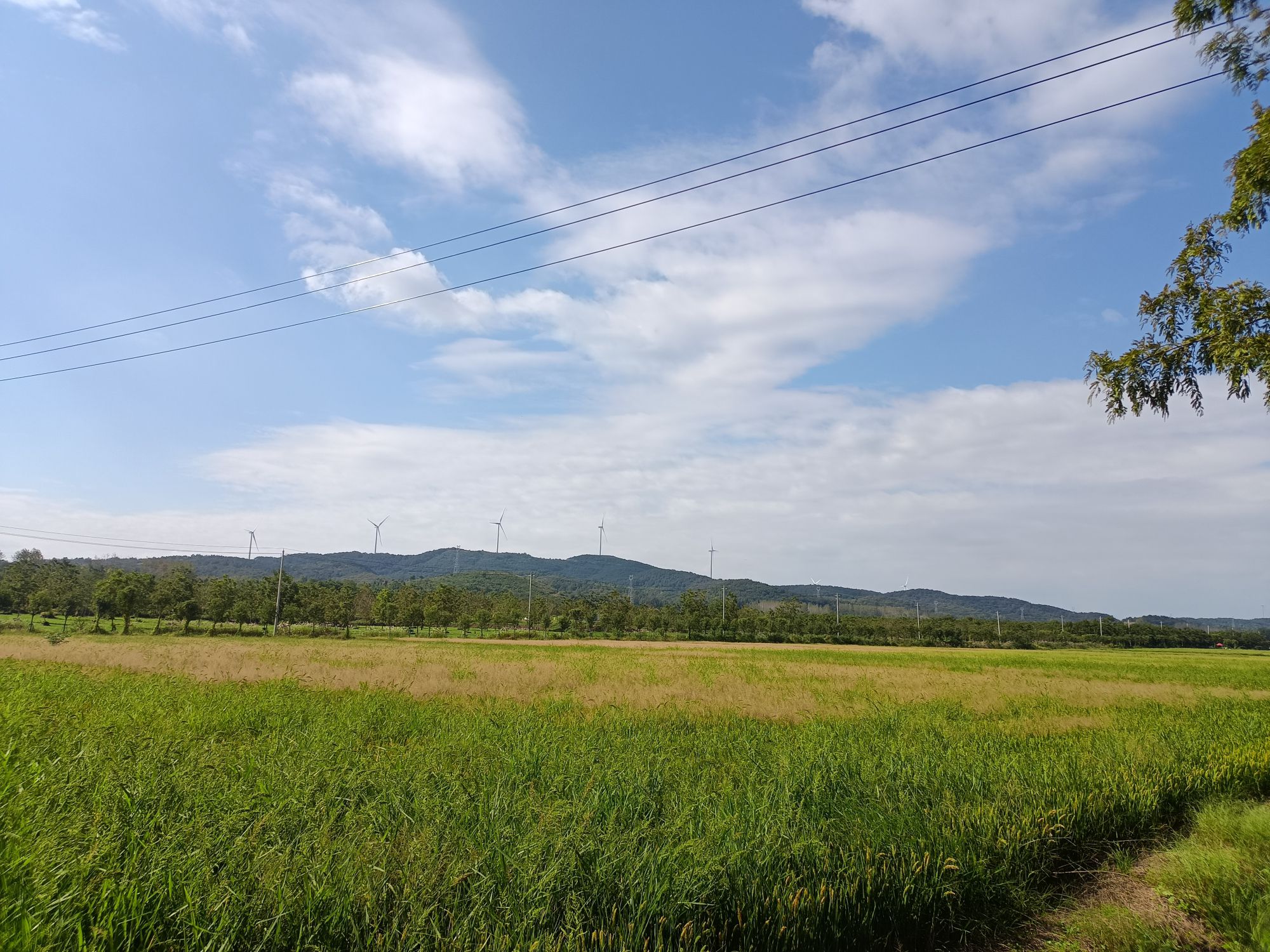 十里长杉旅行图片 2