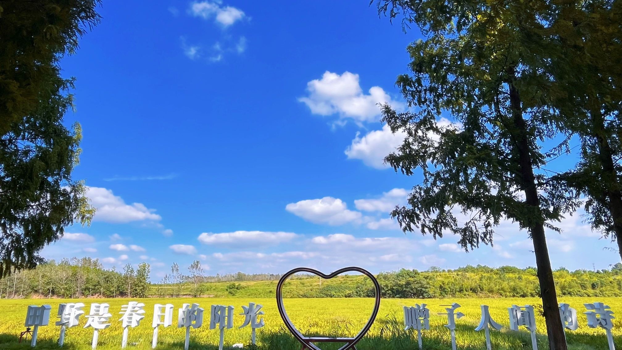 十里长杉旅行图片 1