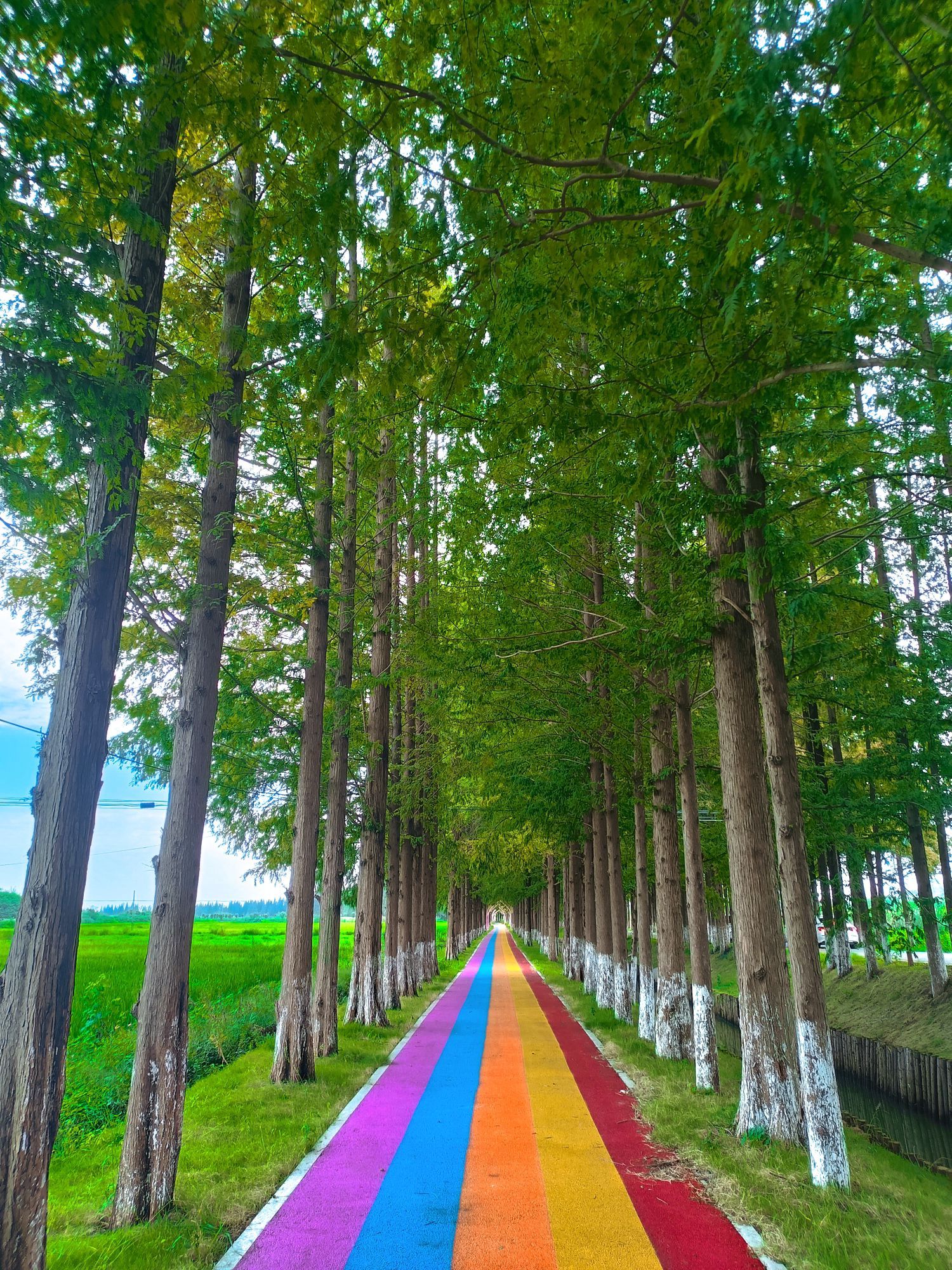 十里长杉旅行图片 1