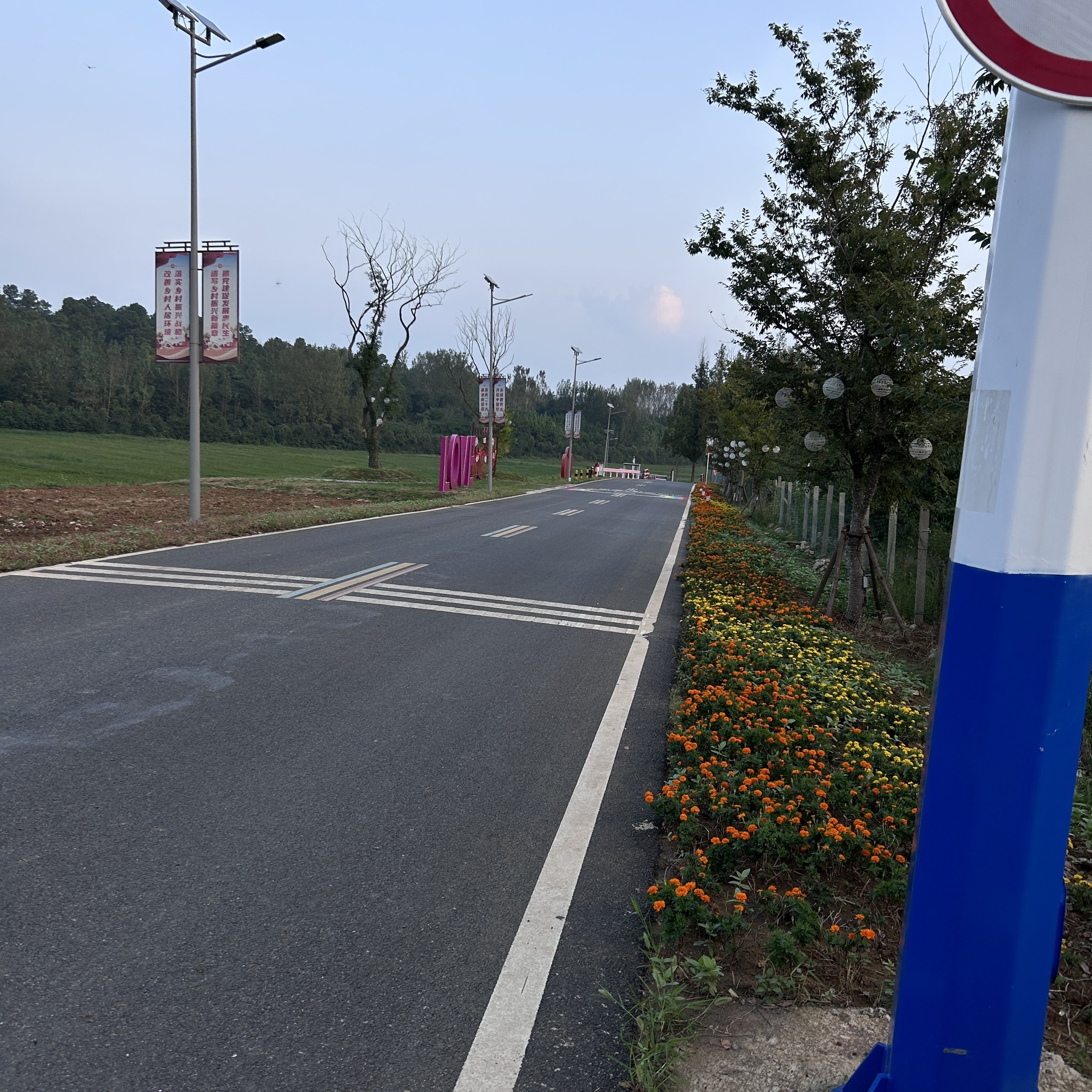 十里长杉旅行图片 2