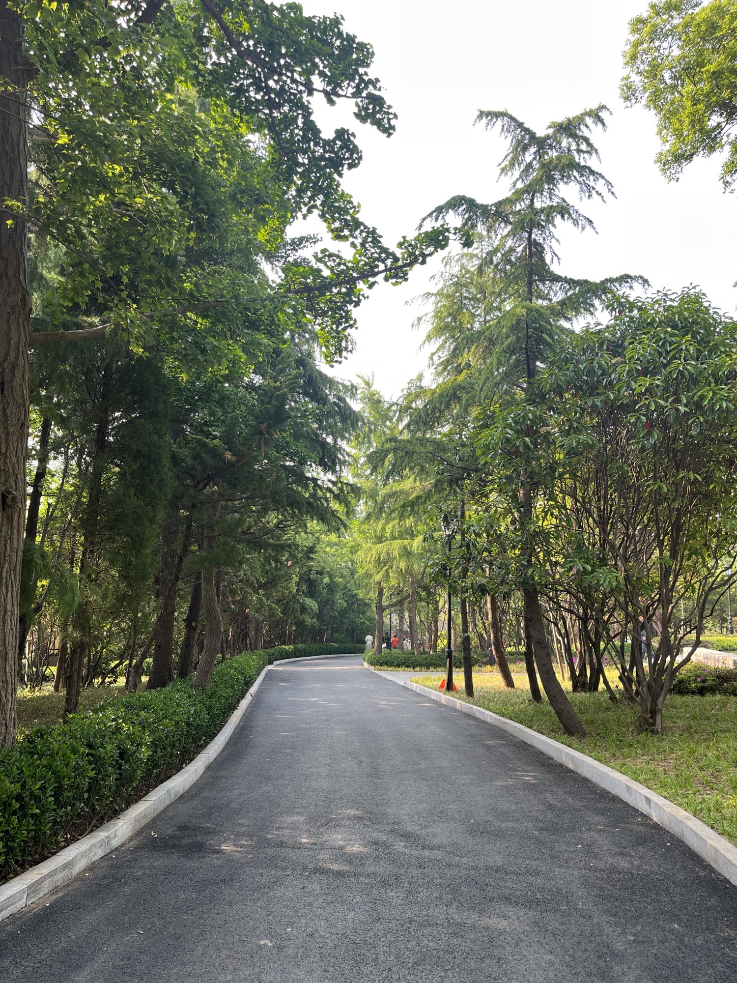 太平山中央公园旅行图片 3