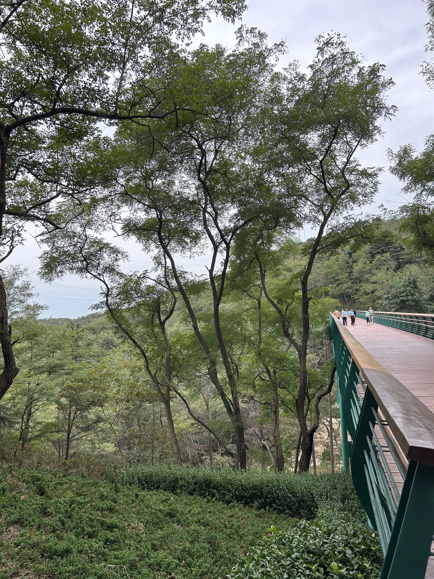 太平山中央公园旅行图片 2