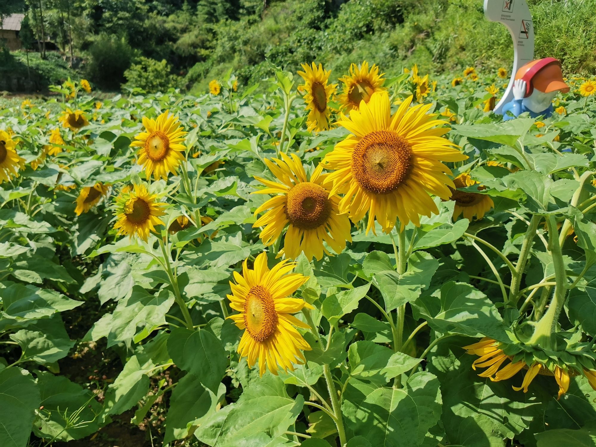 卧云花谷旅行图片 3